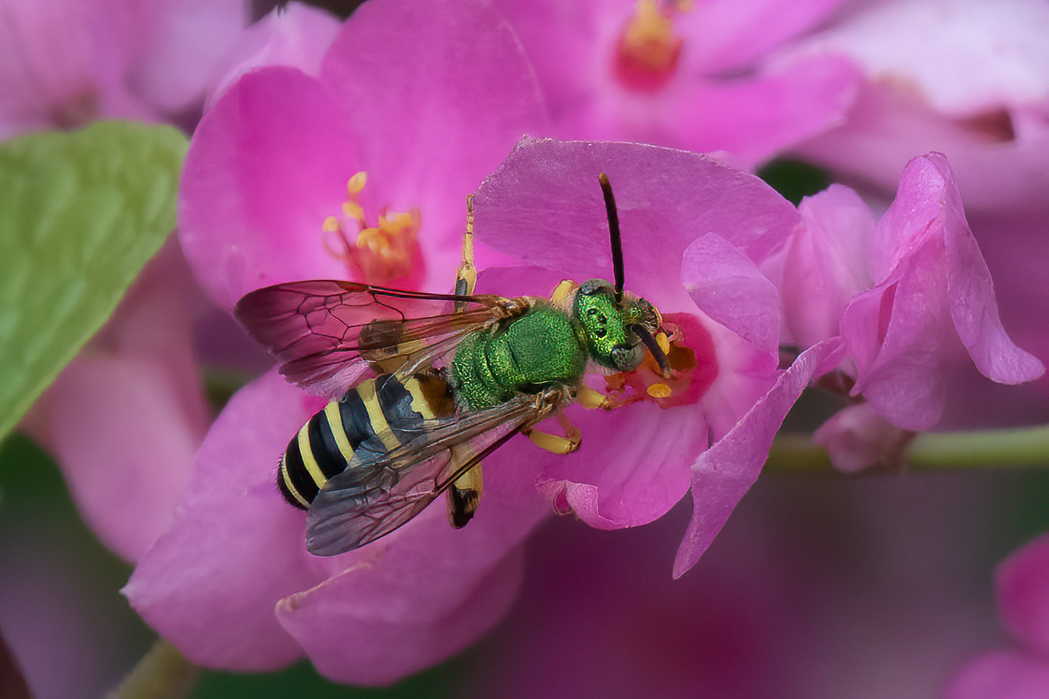 A male sweat bee with a bright green metallic body and black and yellow striped abdomen harvesting from a pink flower. 