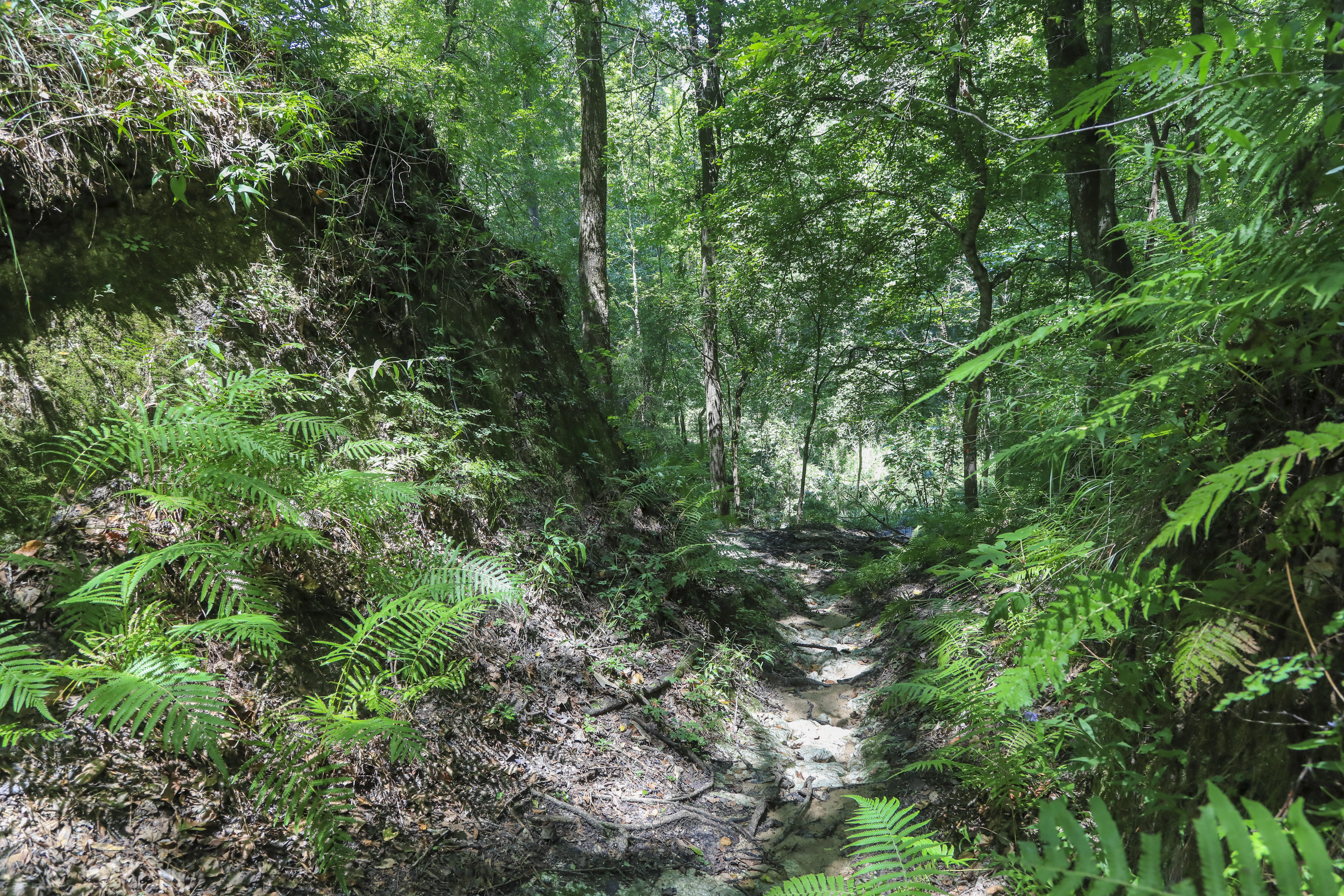 A sandy trail with high walls and green ferns and foliage.