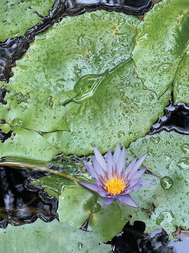 Water Lily