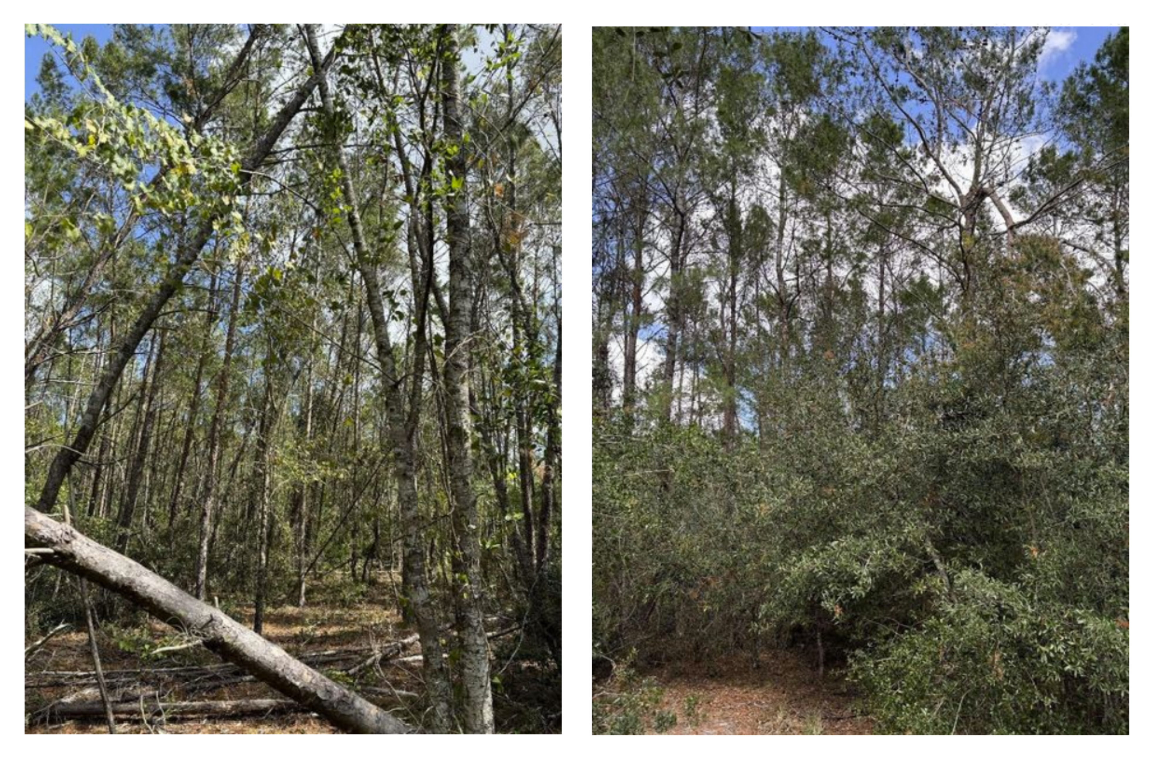 Two images of a forest. 
