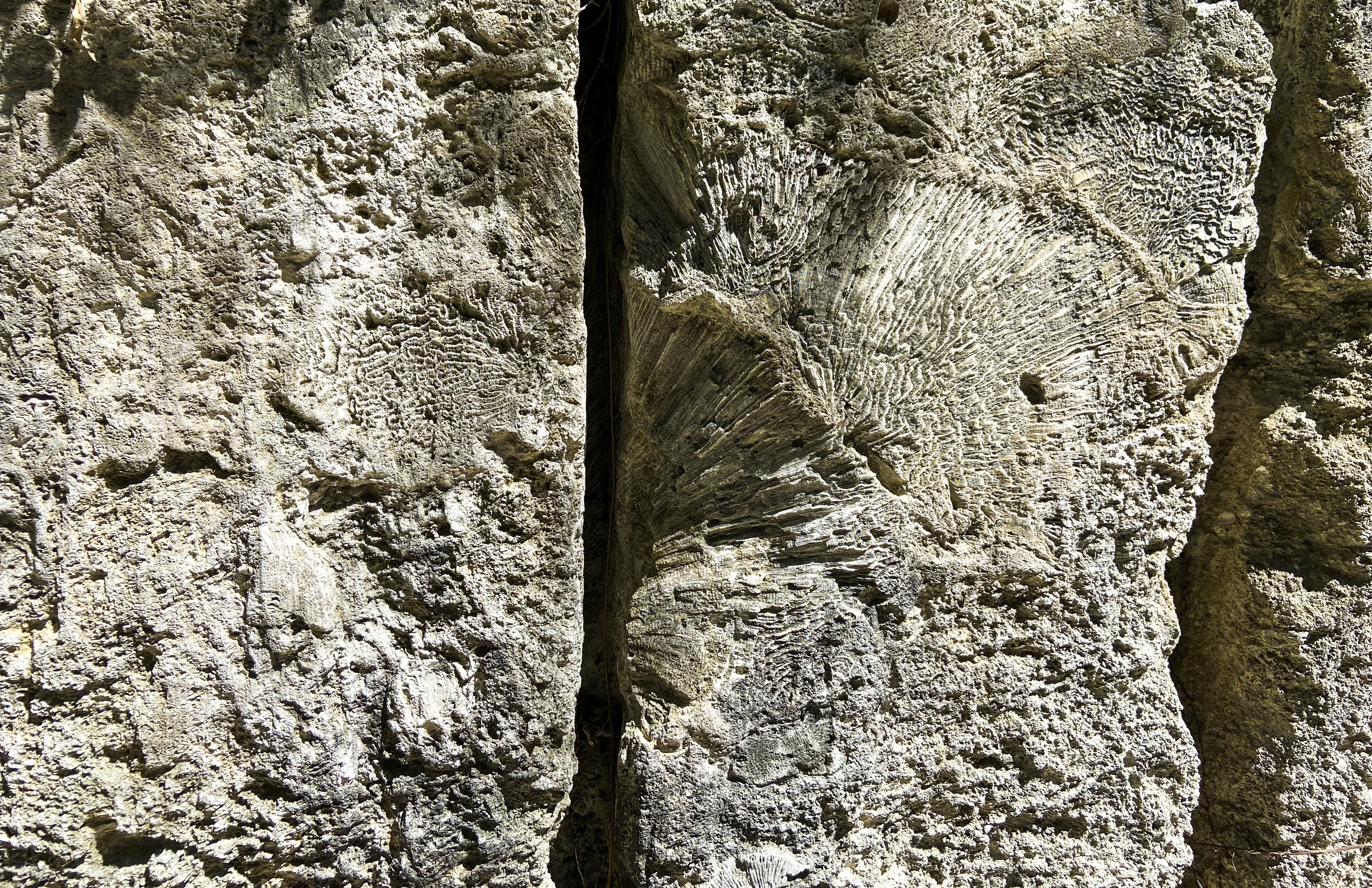 Fossilized coral formations in a cross-section of Key Largo limestone from the historic quarry at Windley Key Fossil Reef Geological State Park.