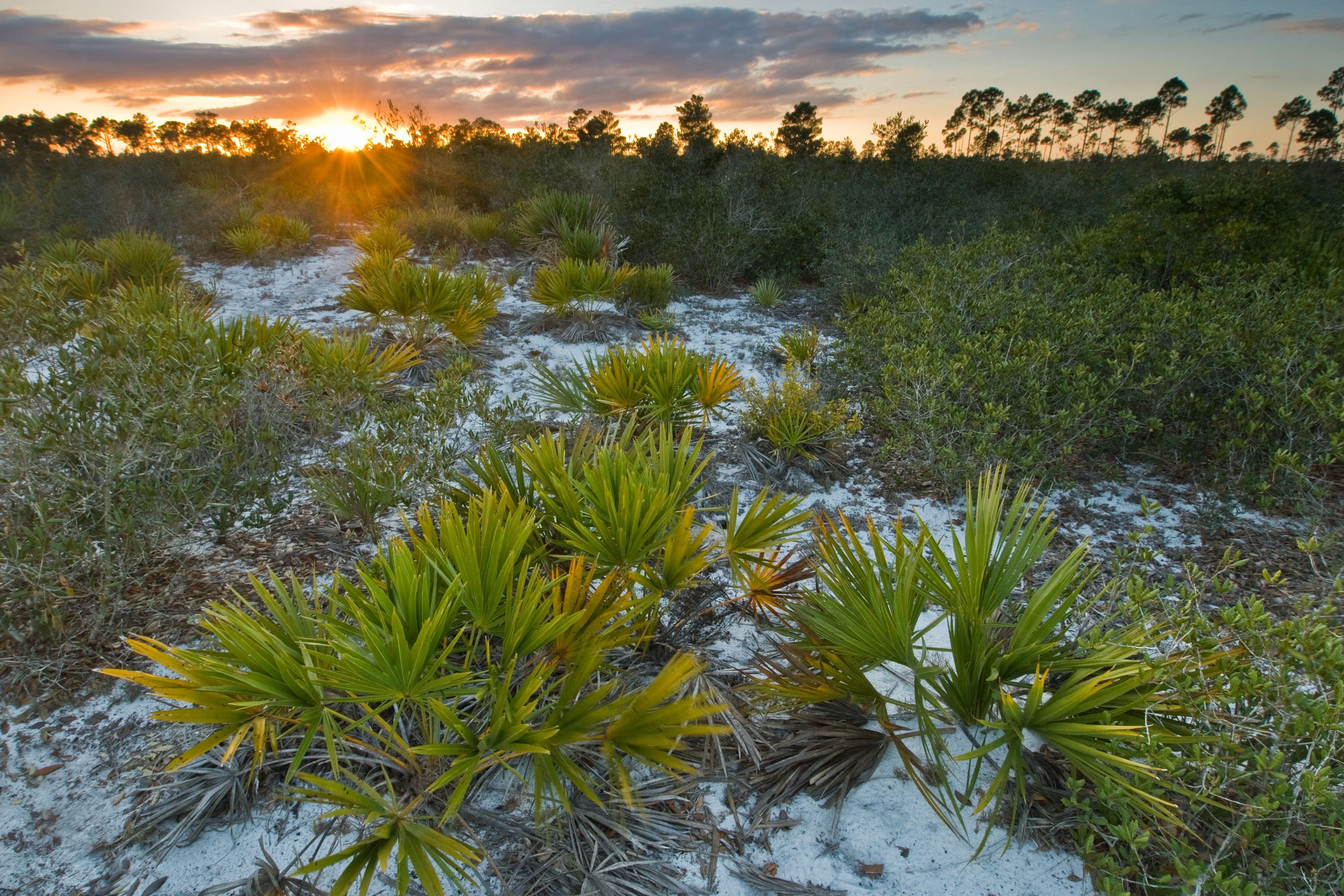 A healthy scrub habitat at sunset. 