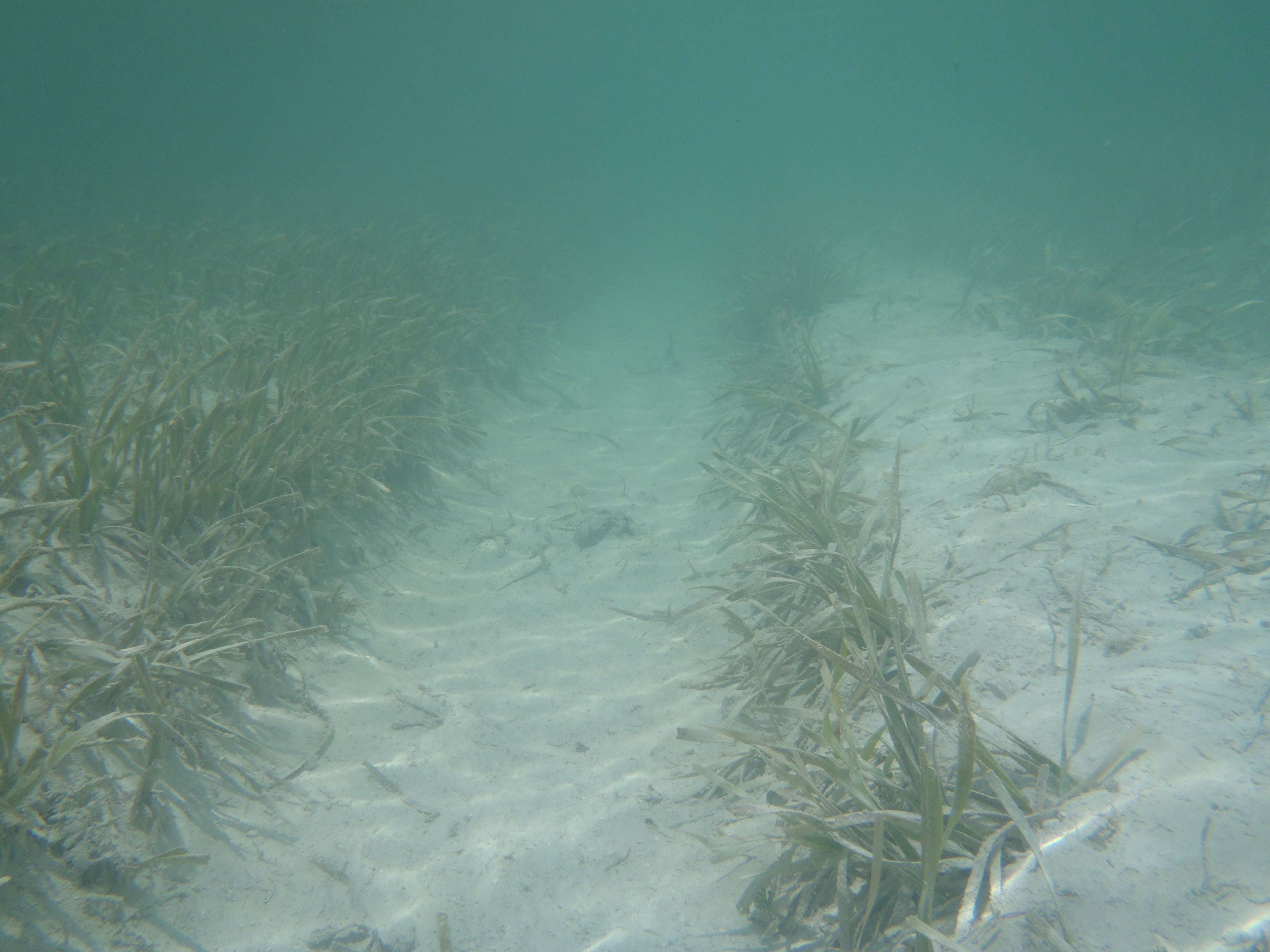 Propeller Scar through sea grass flat