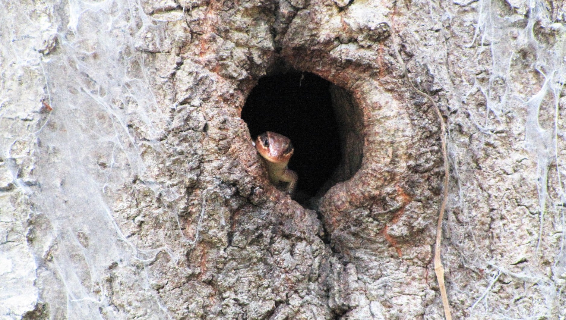 Broad-headed skink 