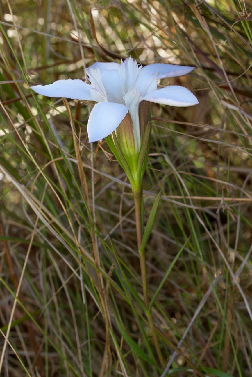 plant, wiregrass, 