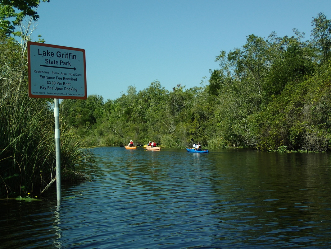 3 people paddling towards Lake Griffin in Kayaks