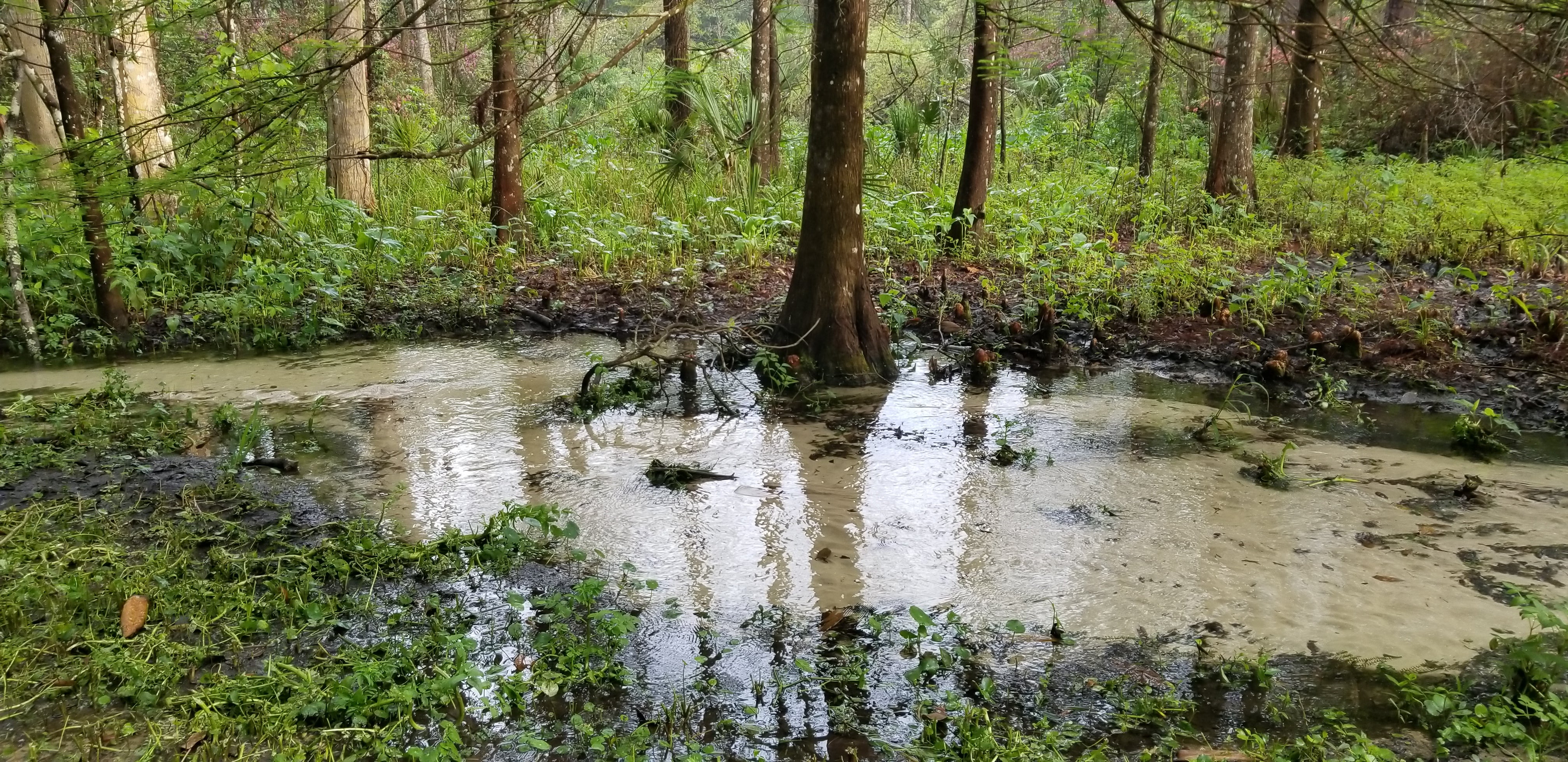 A clear water stream