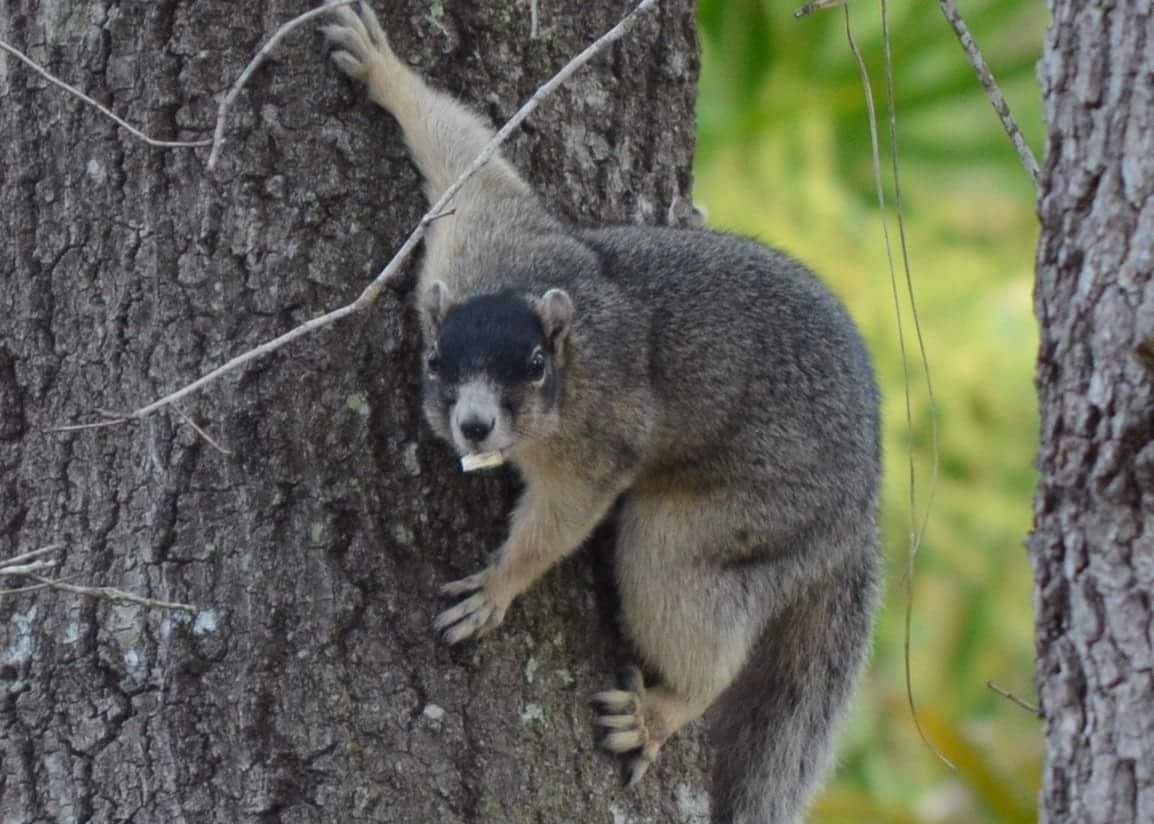 Endangered Sherman's Fox Squirrel at Dunns Creek