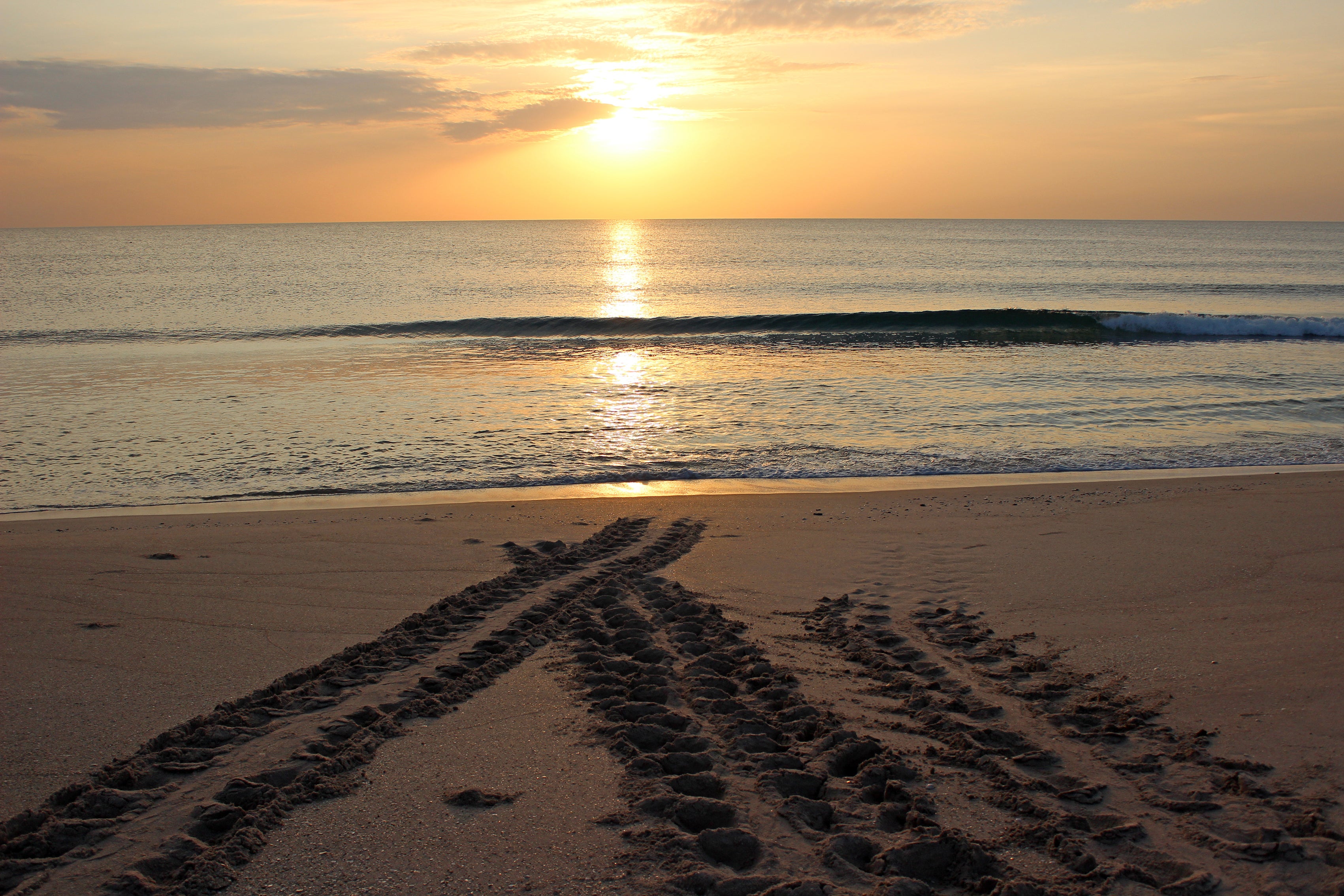 Loggerhead crawl at Sebastian Inlet during sunrise