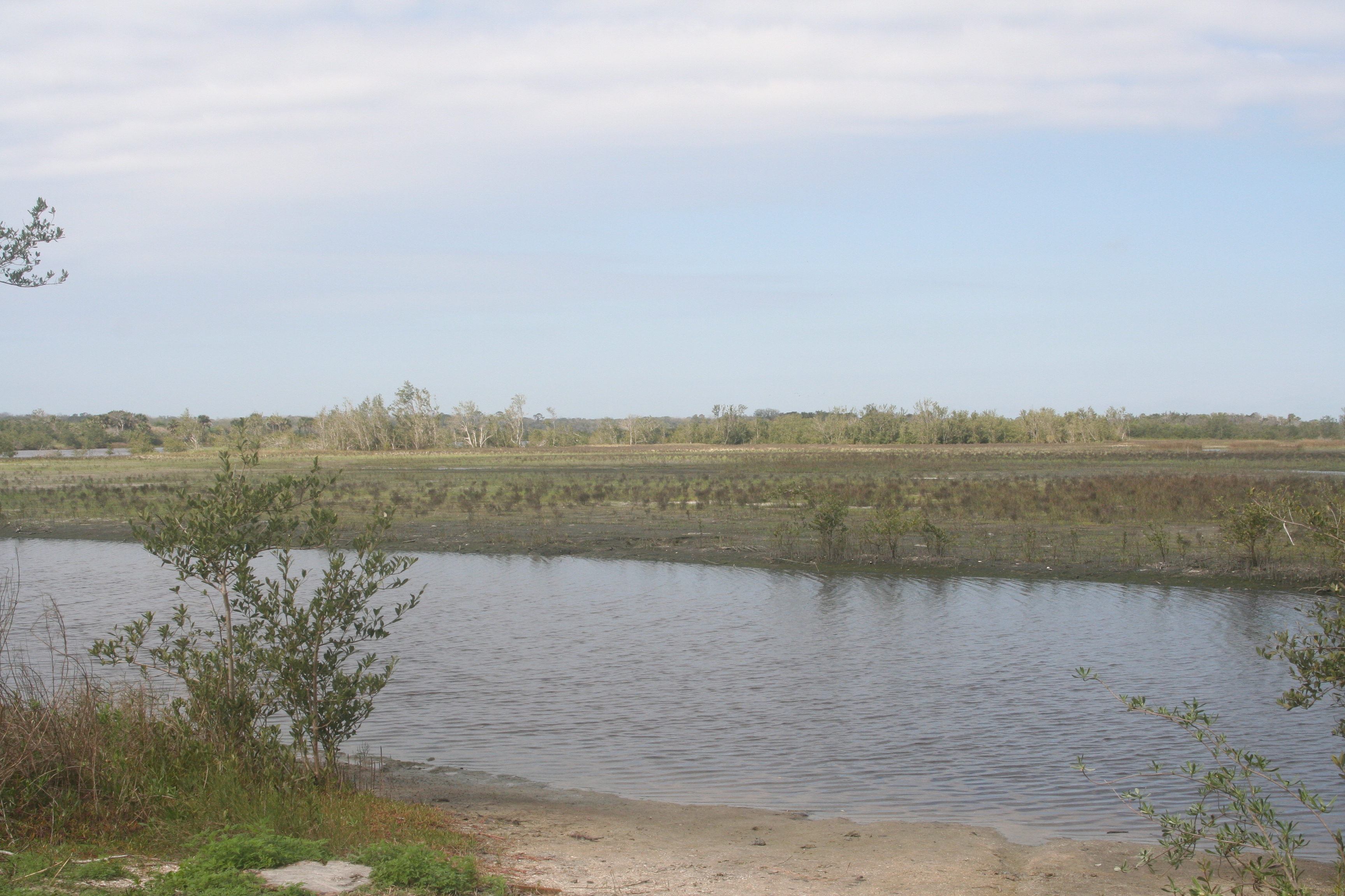 Restoration area of Salt Marsh North Pen