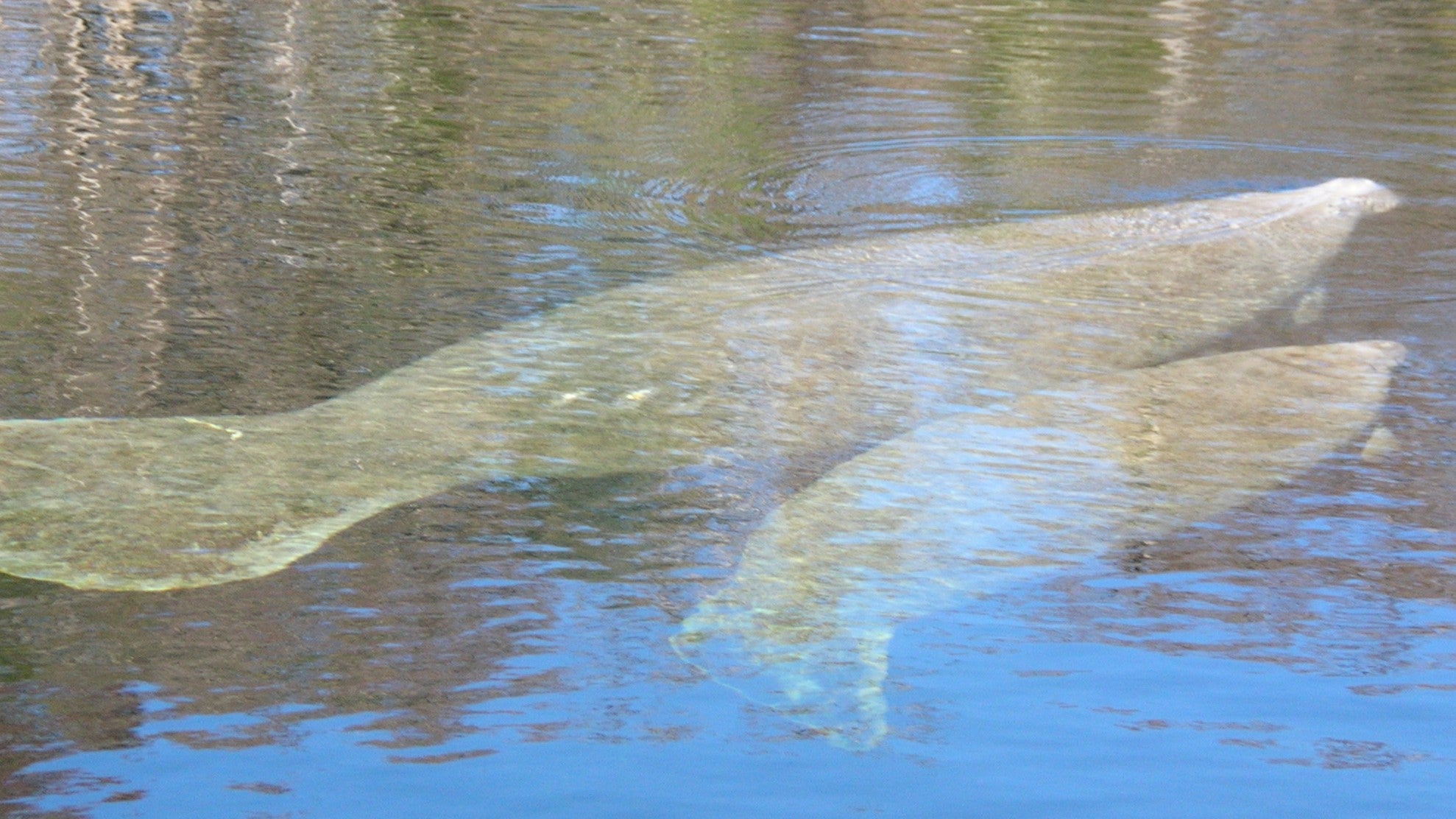 manatee, wildlife, water