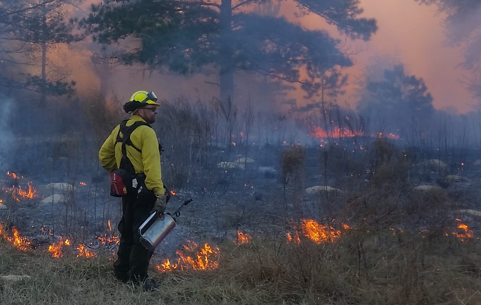 A view of a fire expert applying a controlled burn.