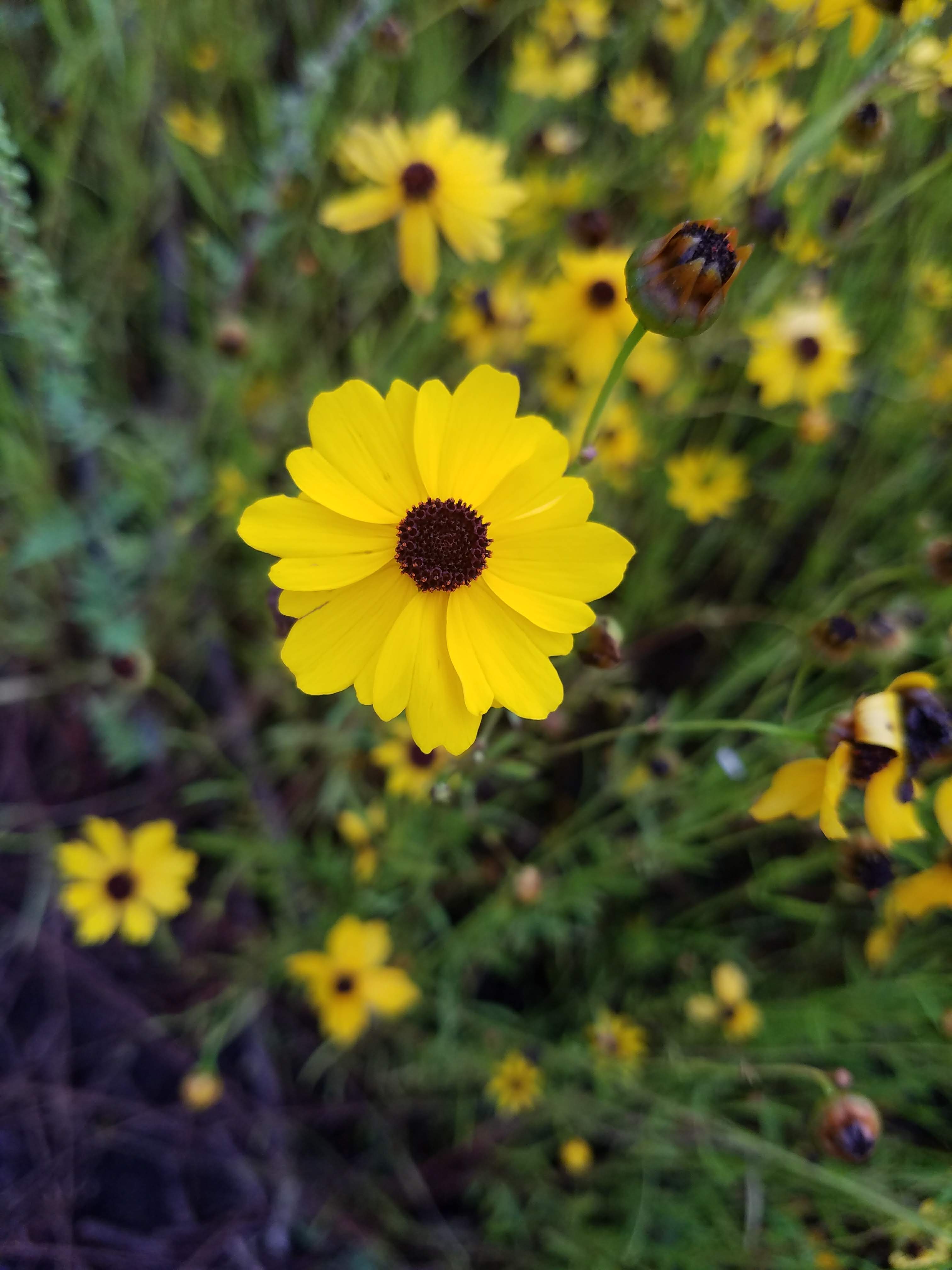 A close-up of a coreopsis flower