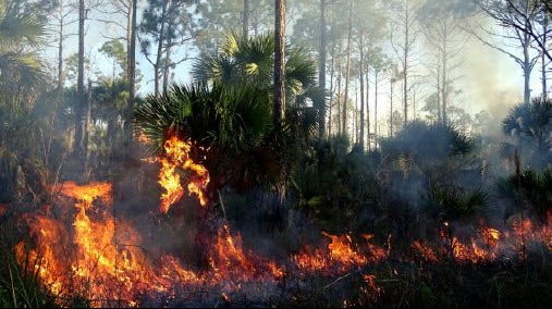 A view of the blaze among the shrubbery.