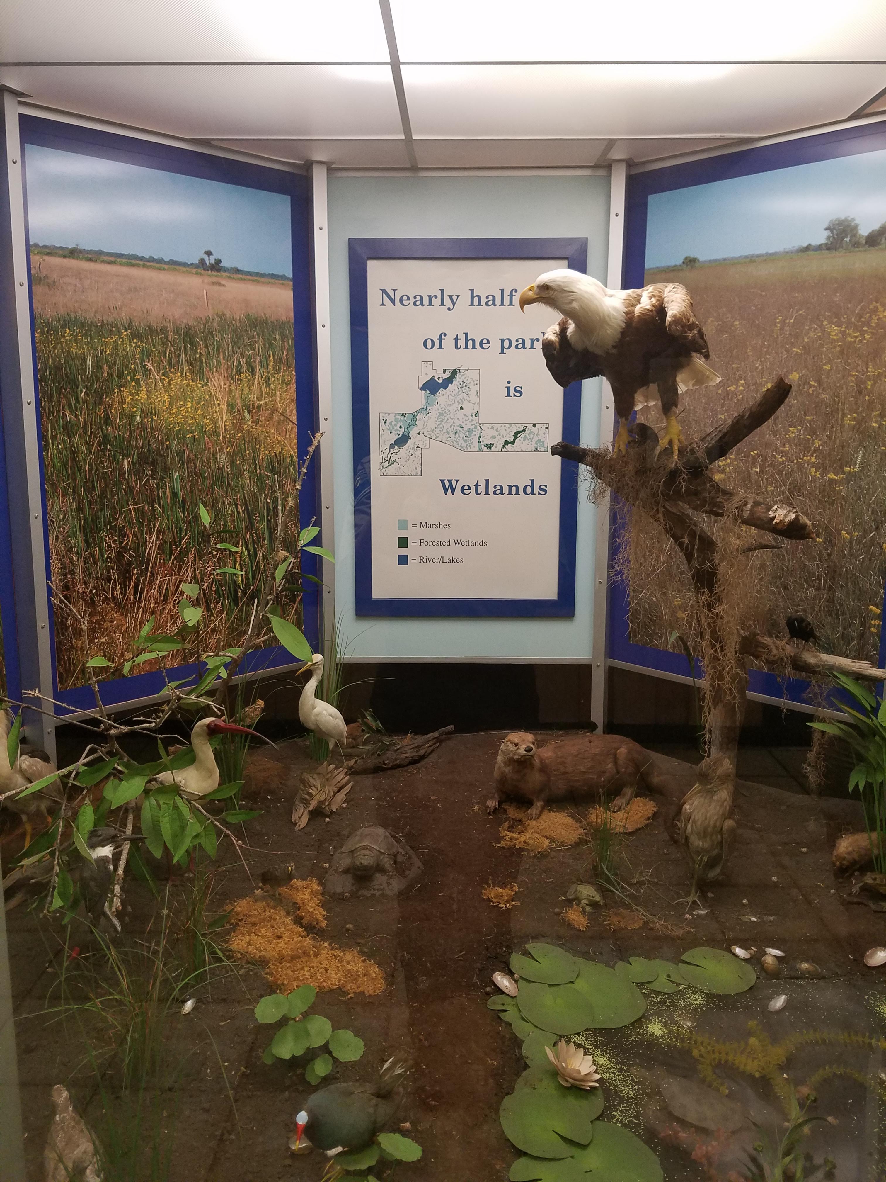 Display of Florida freshwater wetlands habitat