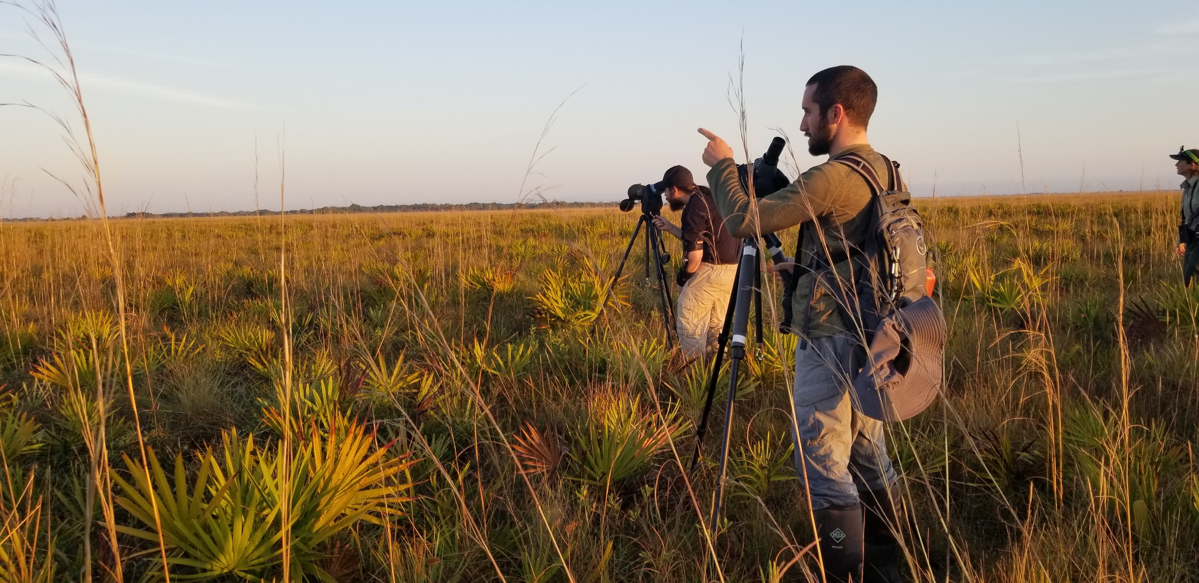 Grasshopper Sparrow staff looking for the Florida Grasshopper Sparrow