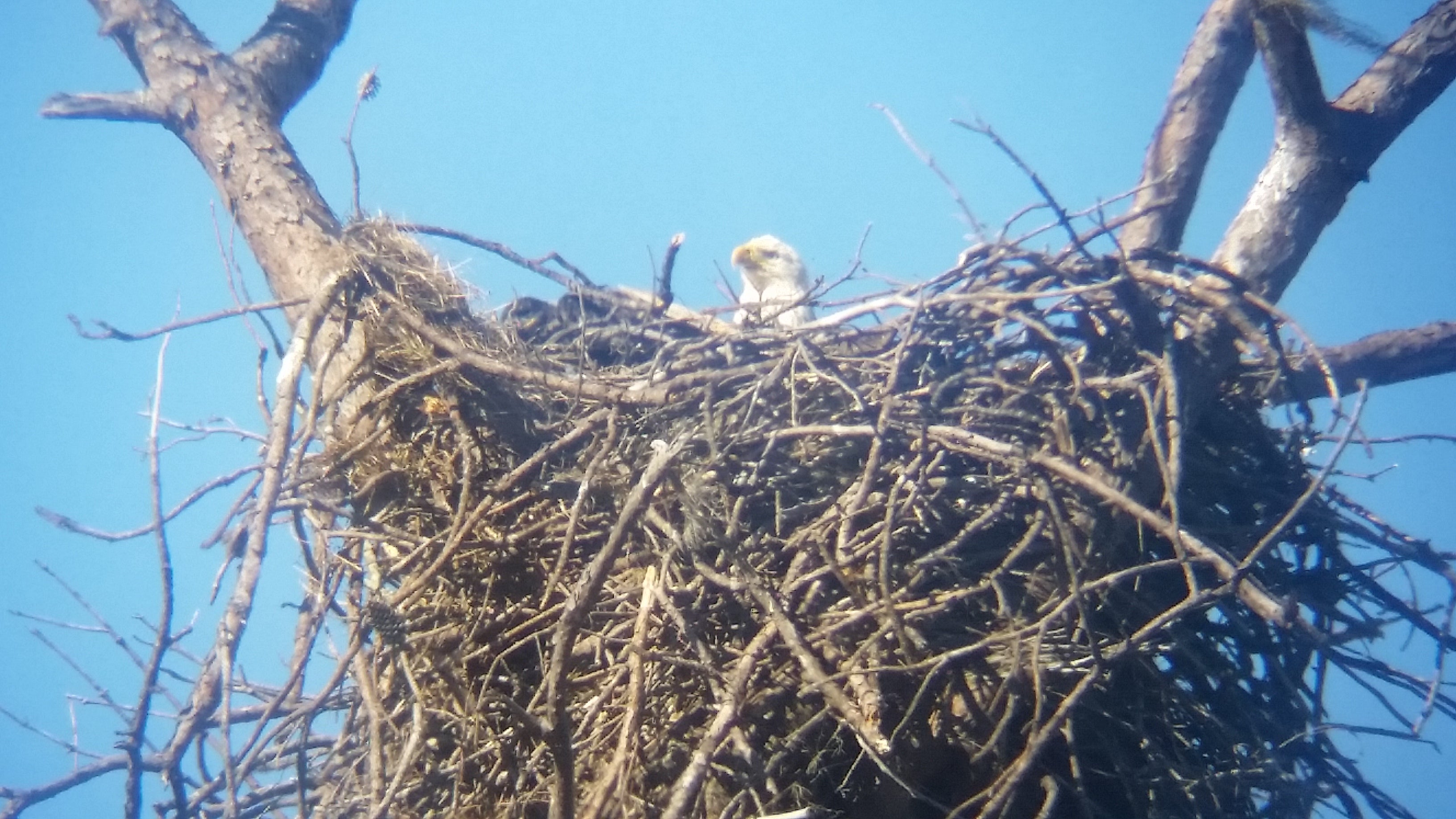 Bald Eagle in Nest