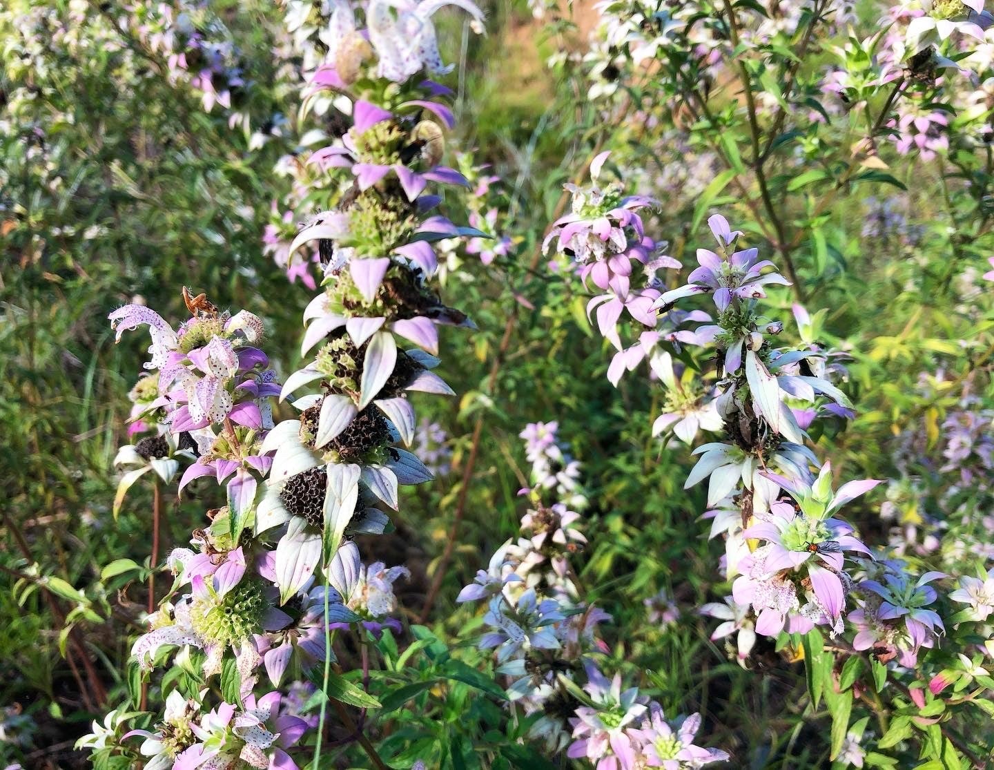 Spotted Bee Balm at Mike Roess Goldhead Branch State Park. 