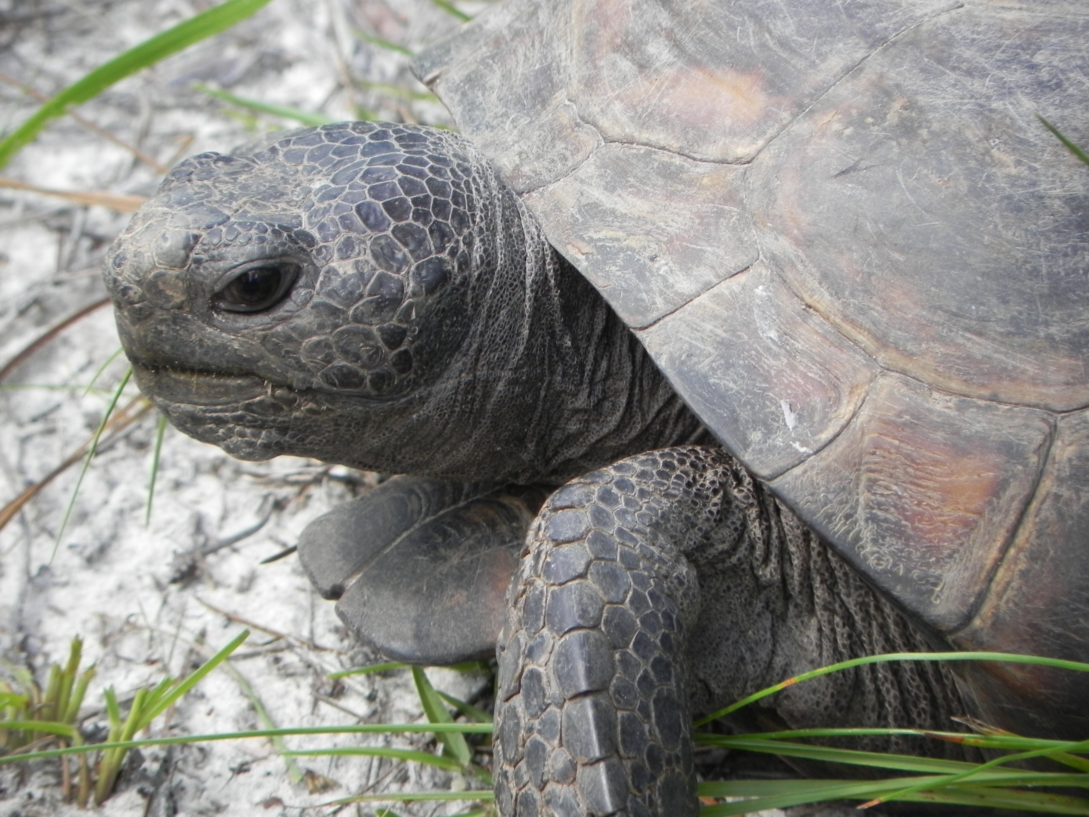 Gopher Tortoise