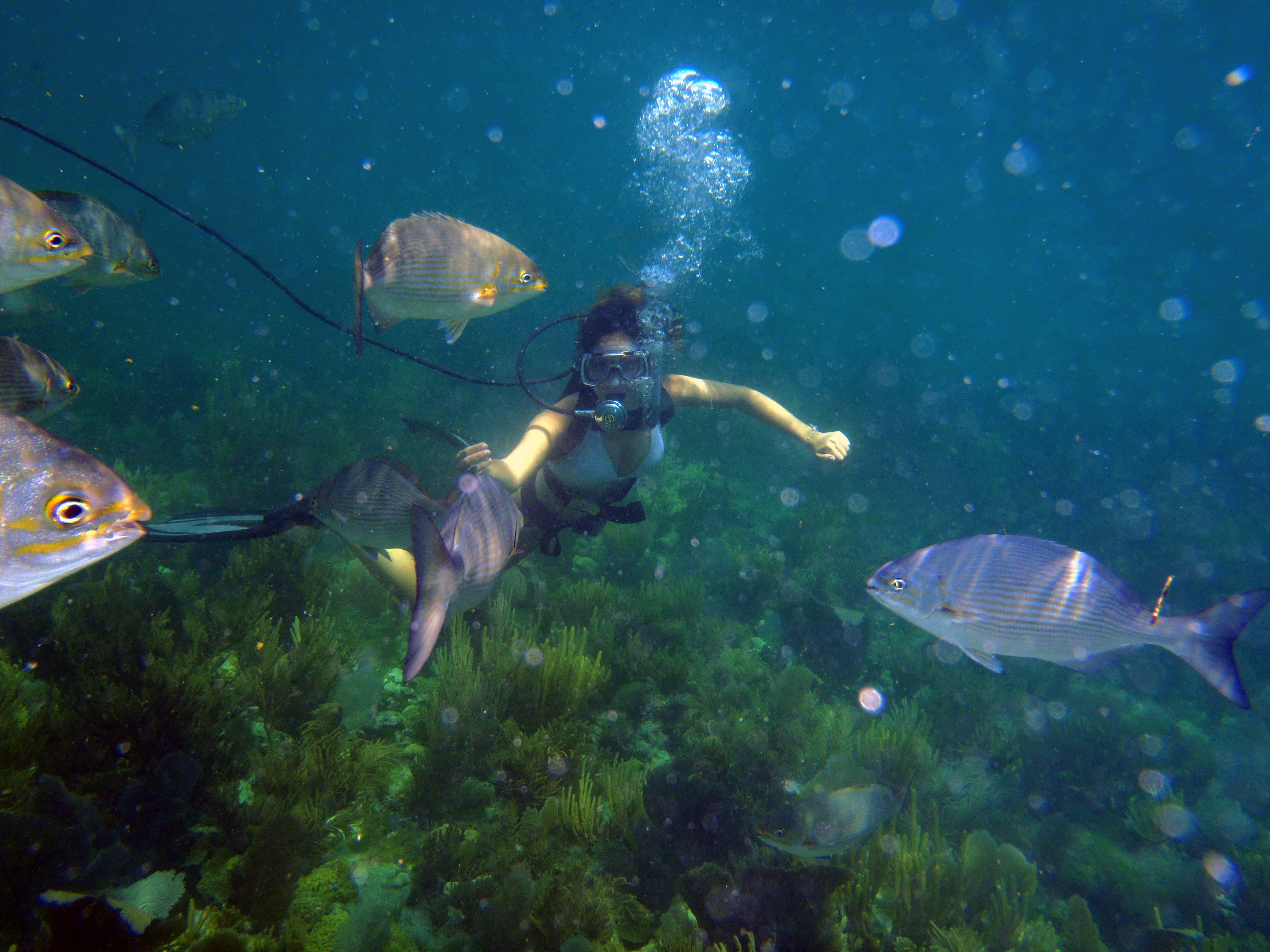 Scuba at Pennekamp