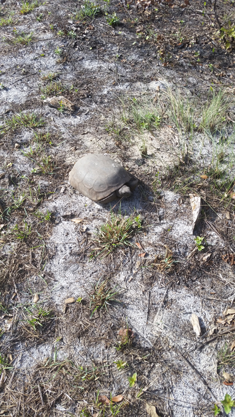 Gopher Tortoise at Lake Manatee