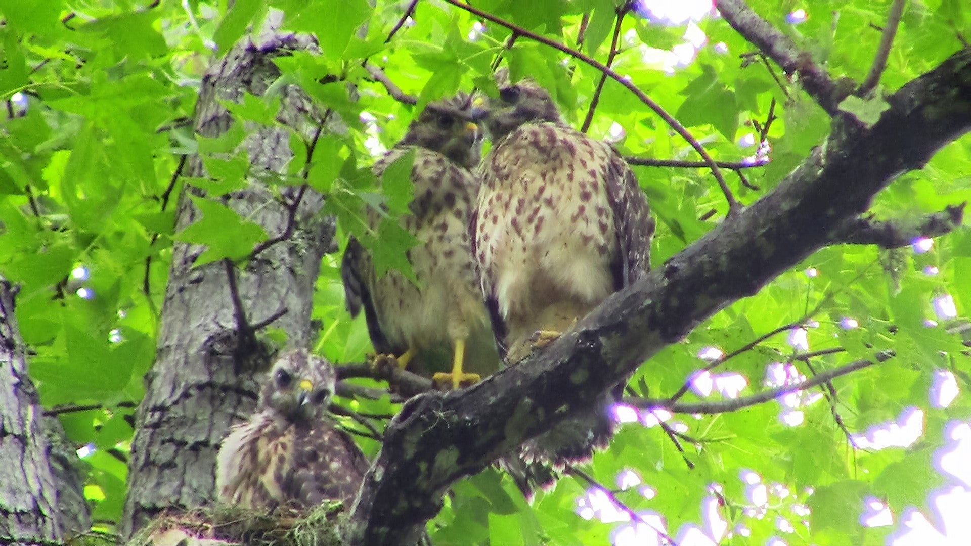 Wildlife at Little Talbot