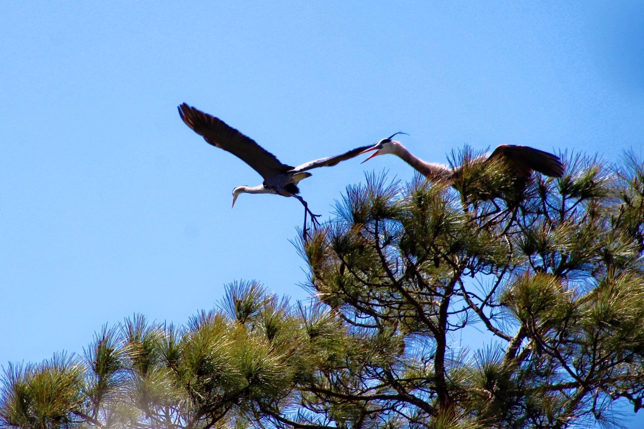 Perdido Key Birds in a treetop nest