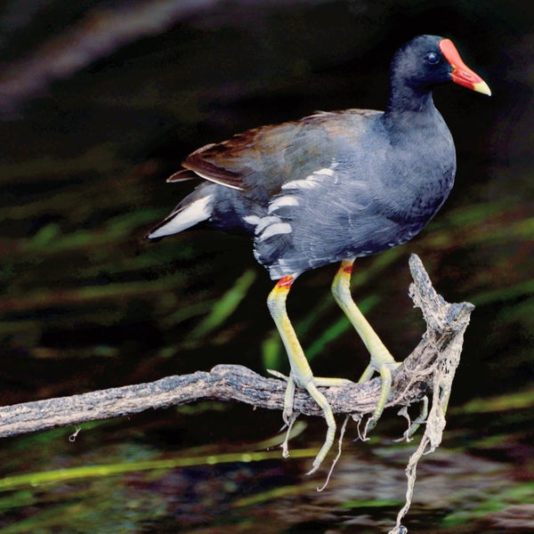 Birds at Wakulla Spring