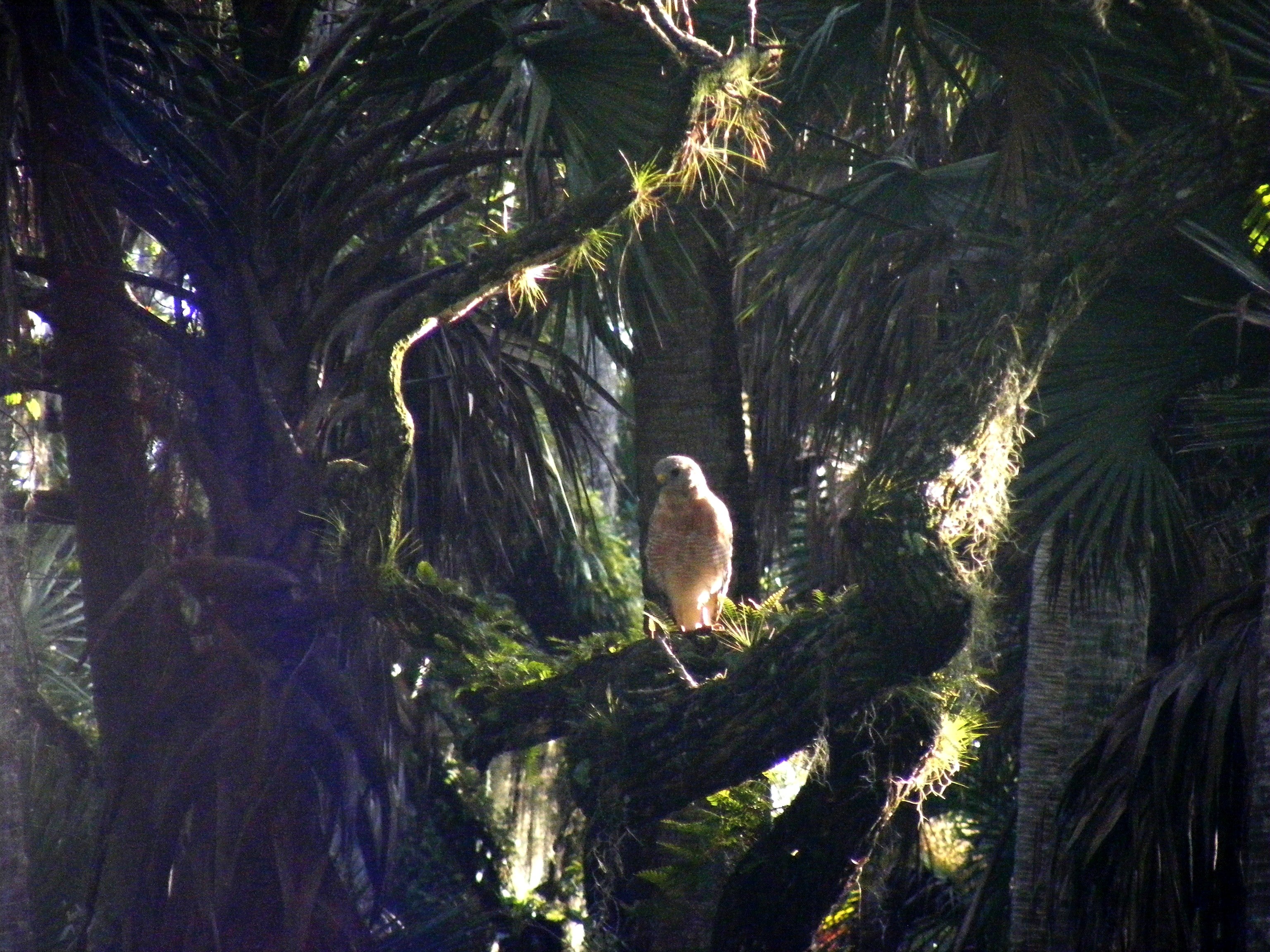 Red shouldered hawk