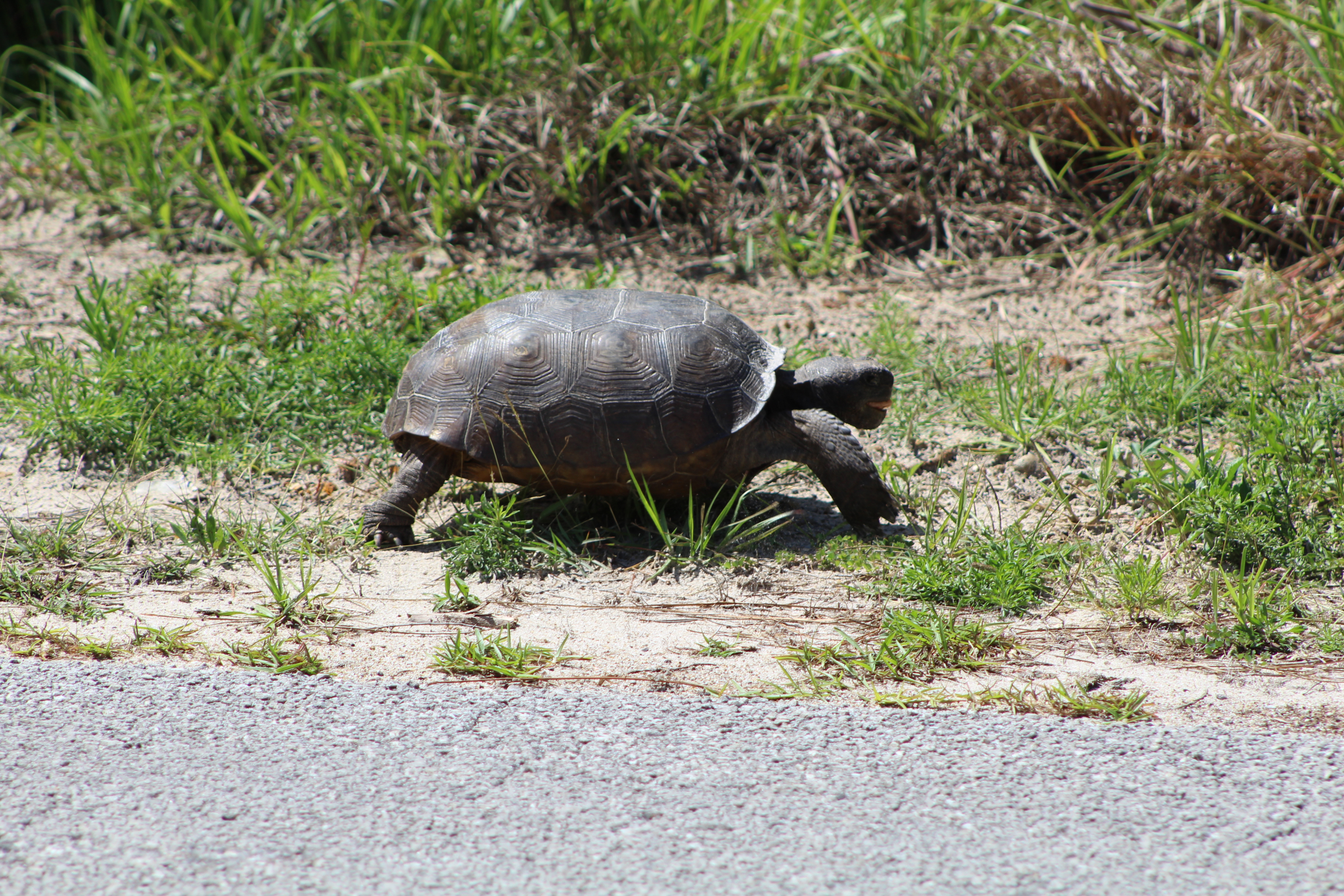 Gopher Tortoise