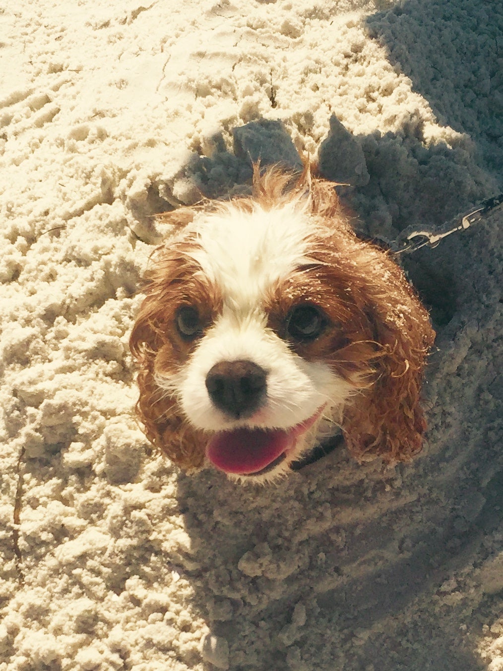 Pet Beach at Honeymoon Island