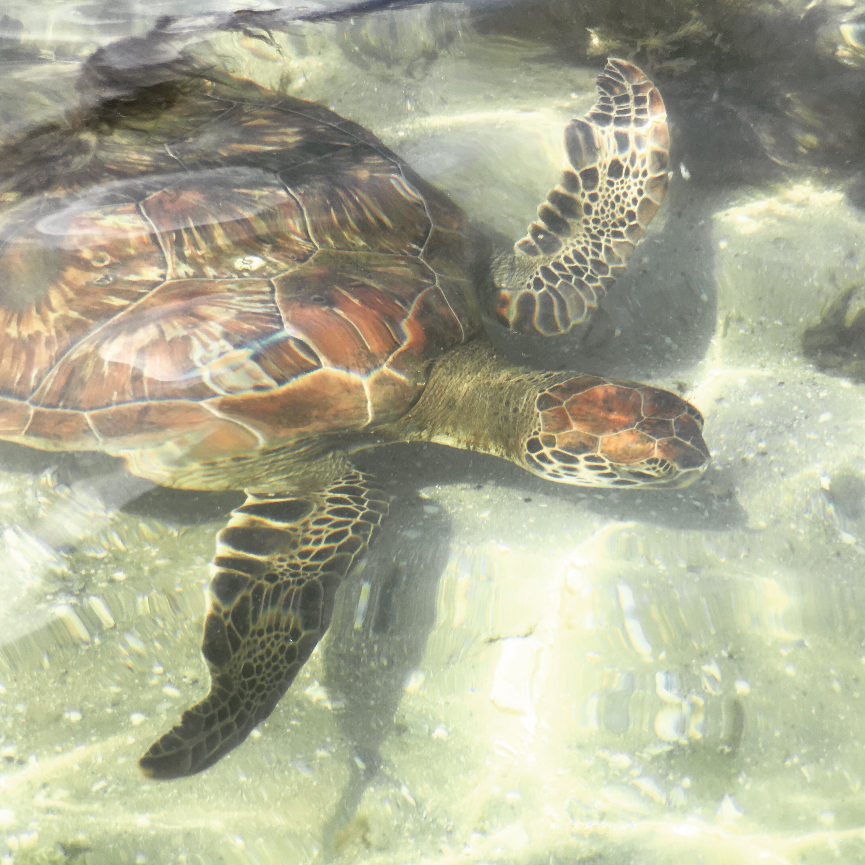 Sea Turtles at Cayo Costa | Florida State Parks