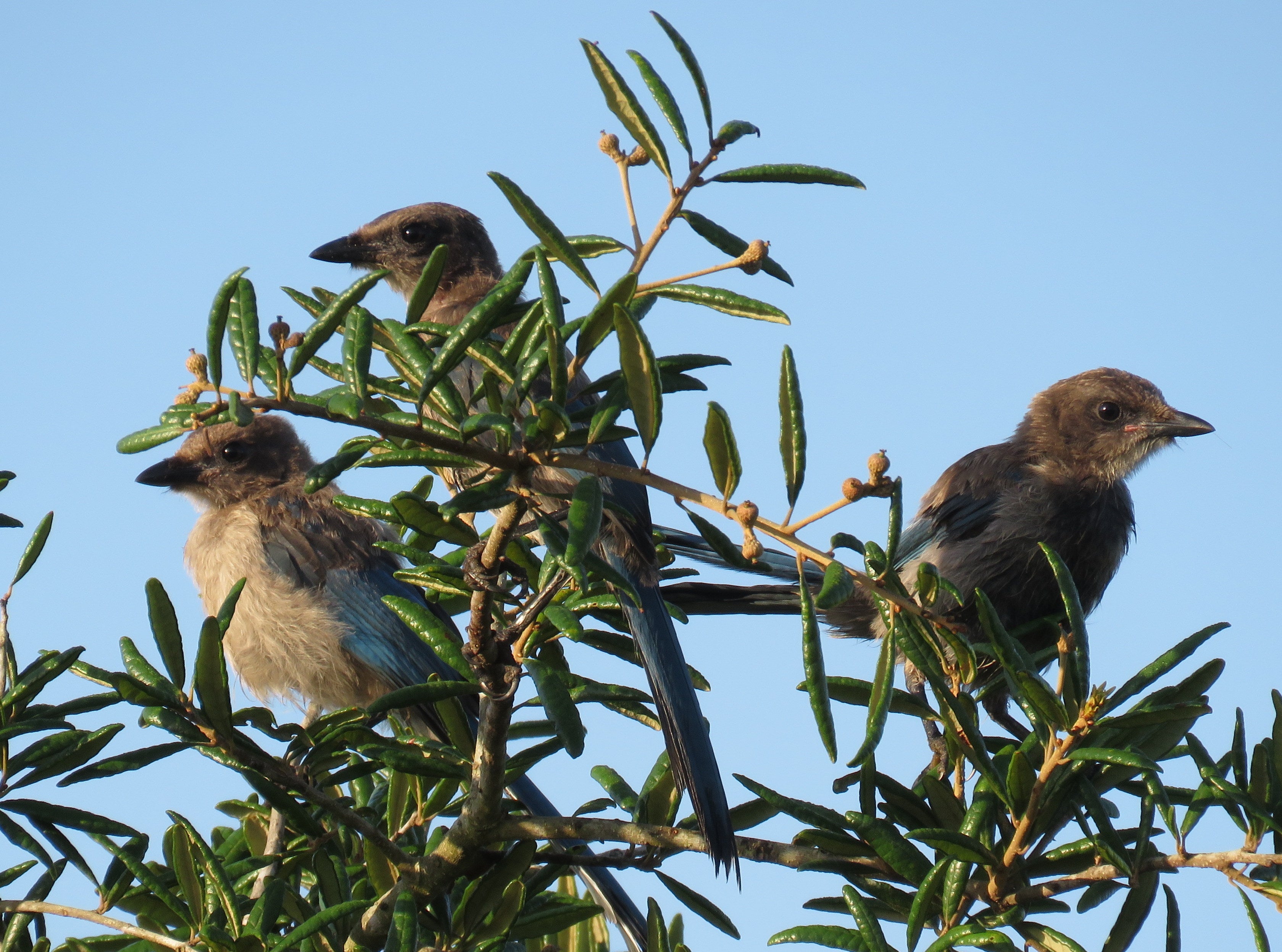 Managing Florida Scrub Jay Habitat Florida State Parks