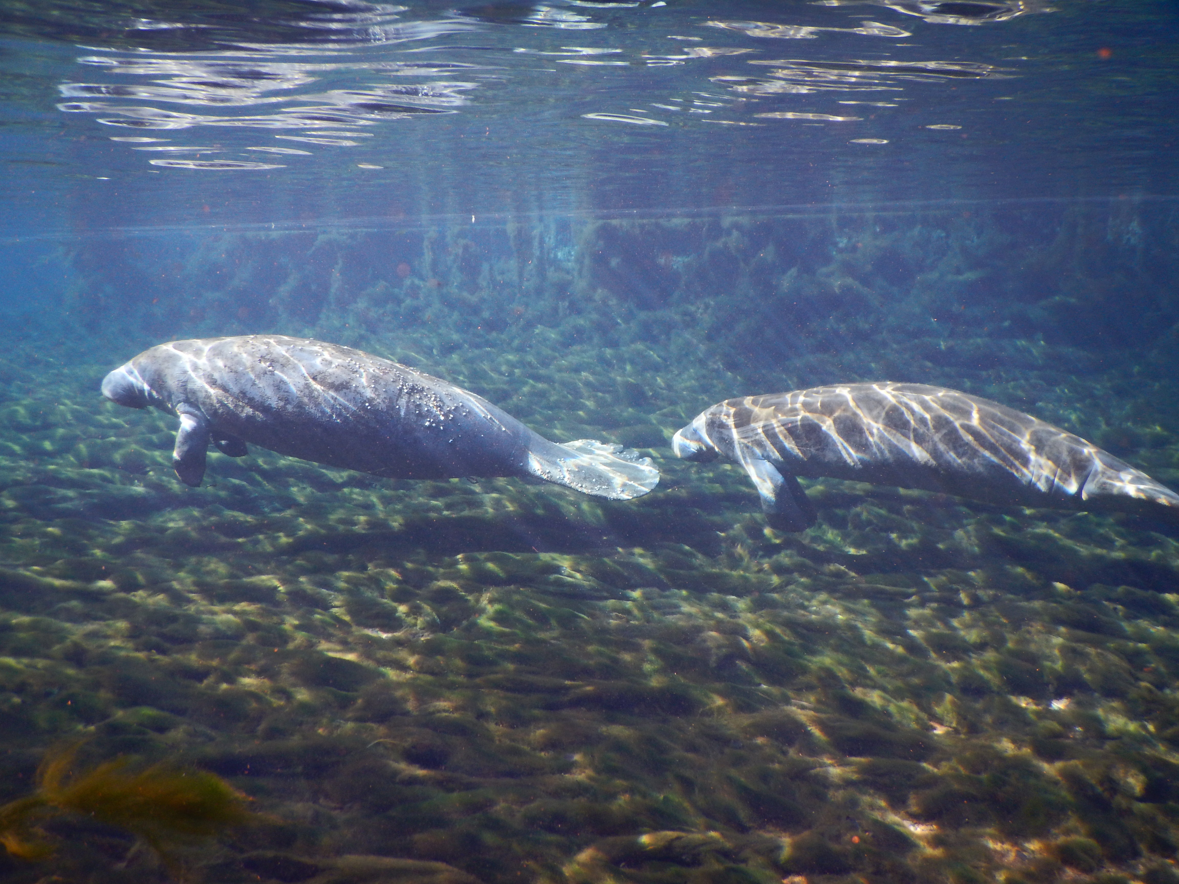 www.floridastateparks.org