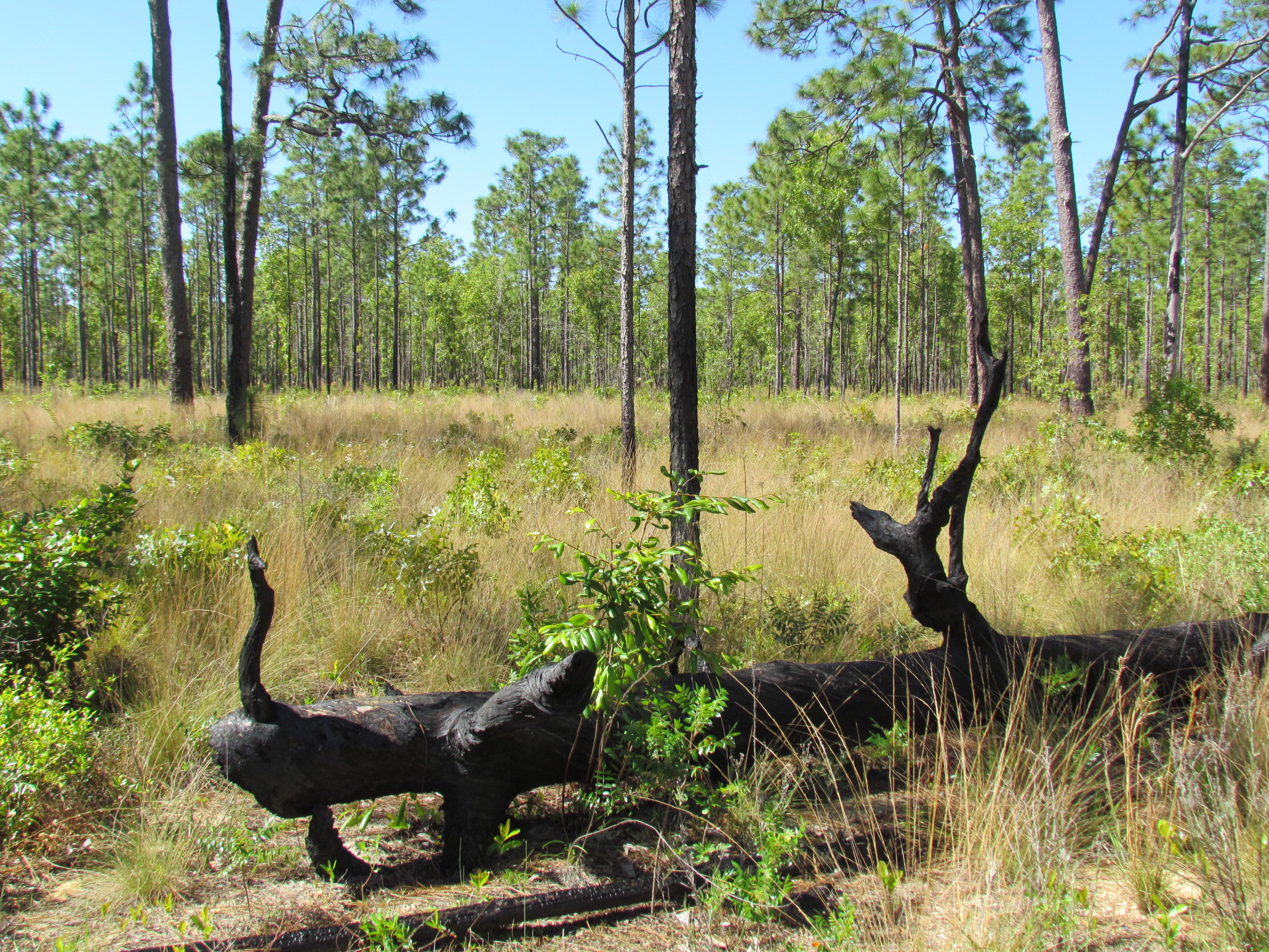 A view of a sandhill habitat.