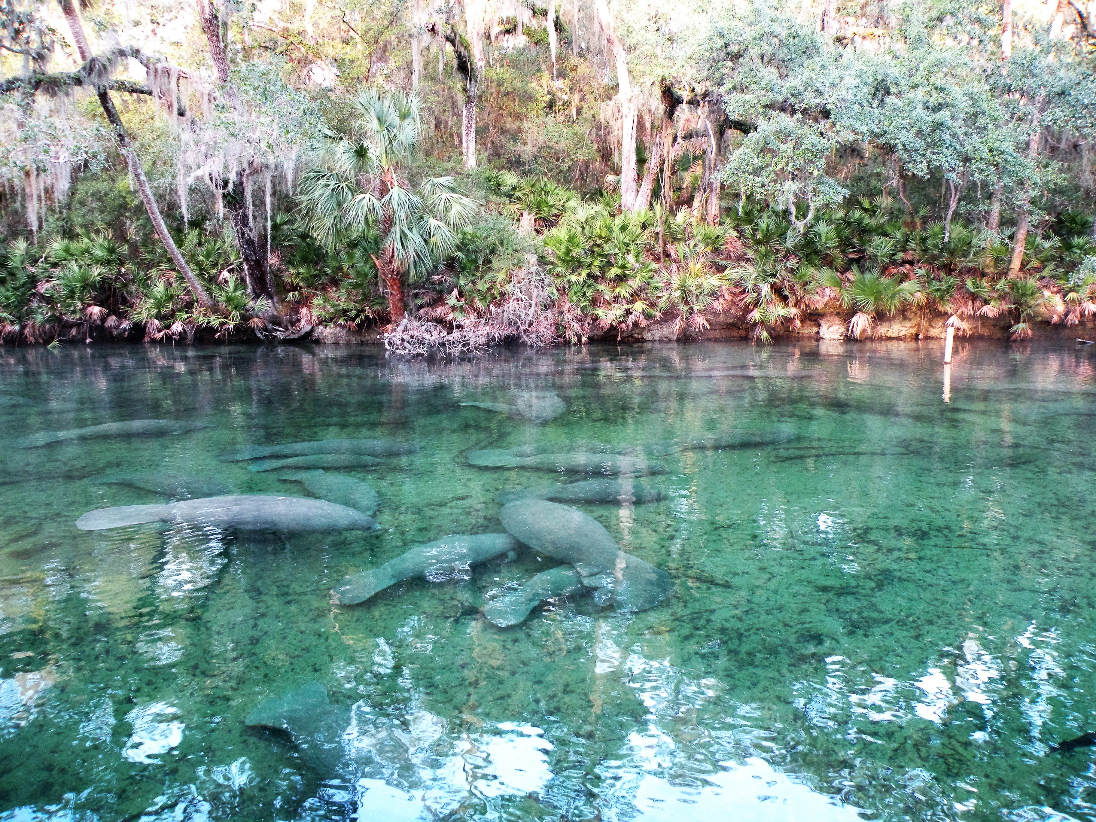 Manatees at Blue Spring State Park | Florida State Parks