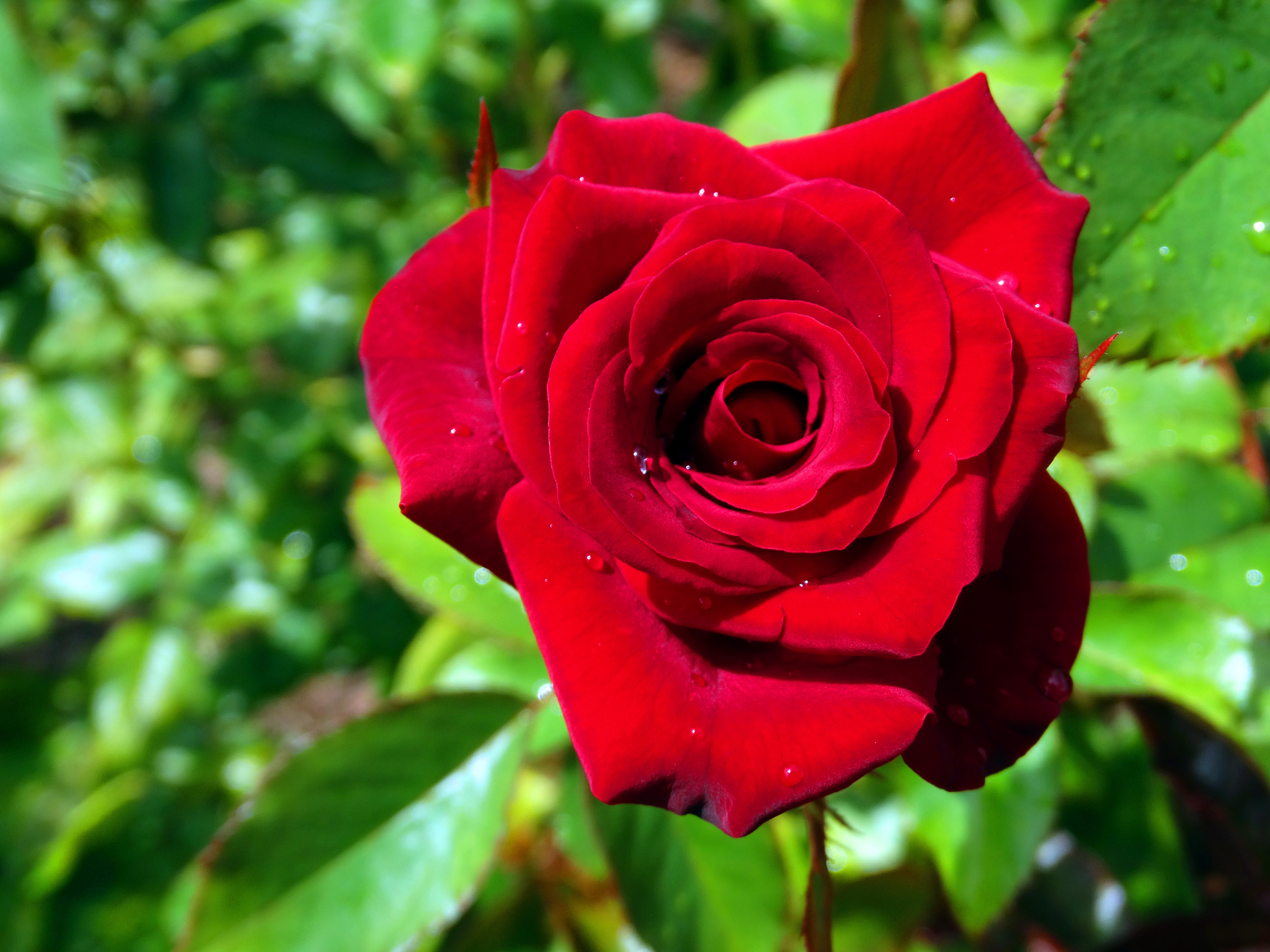 The Rose Garden at Washington Oaks