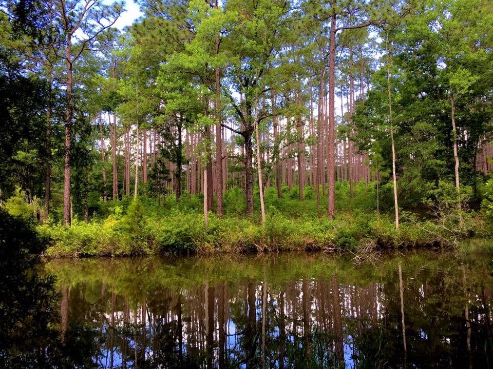 Falling waters pond