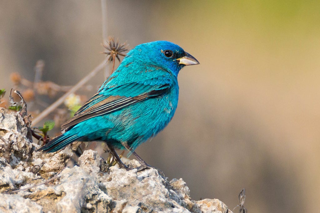 Birding at Lovers Key