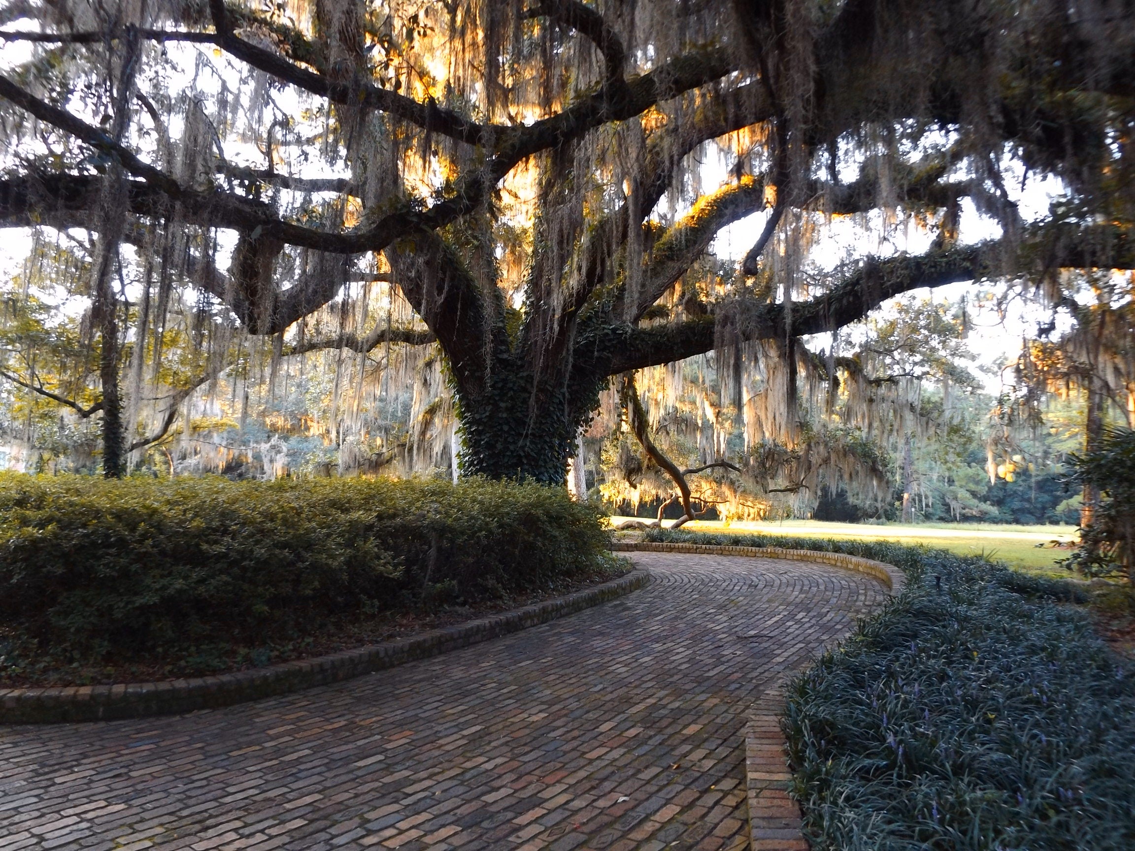 Maclay Gardens Walkway in the Gardens