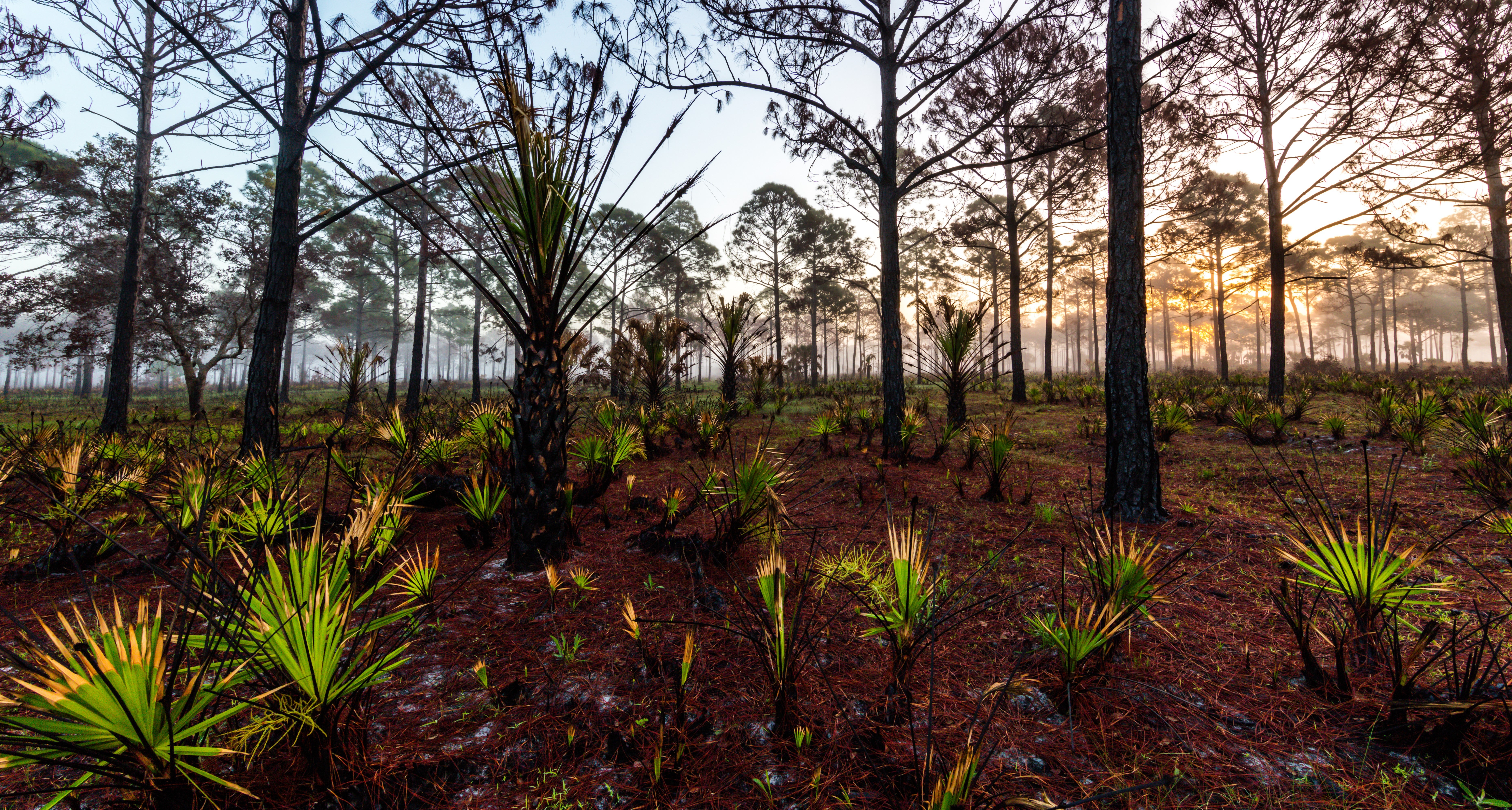 A view of a scrub habitat.