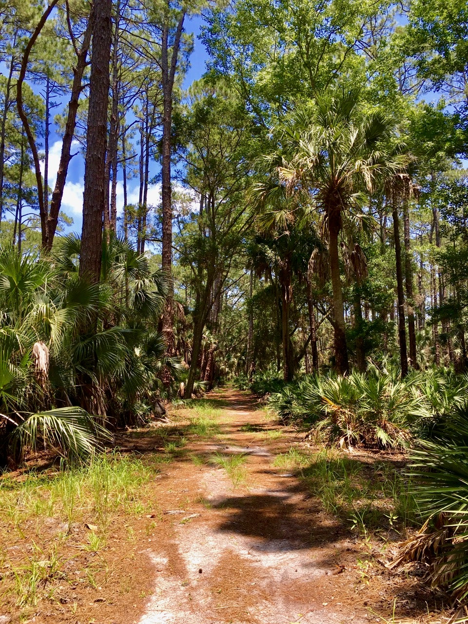 bulow woods trail