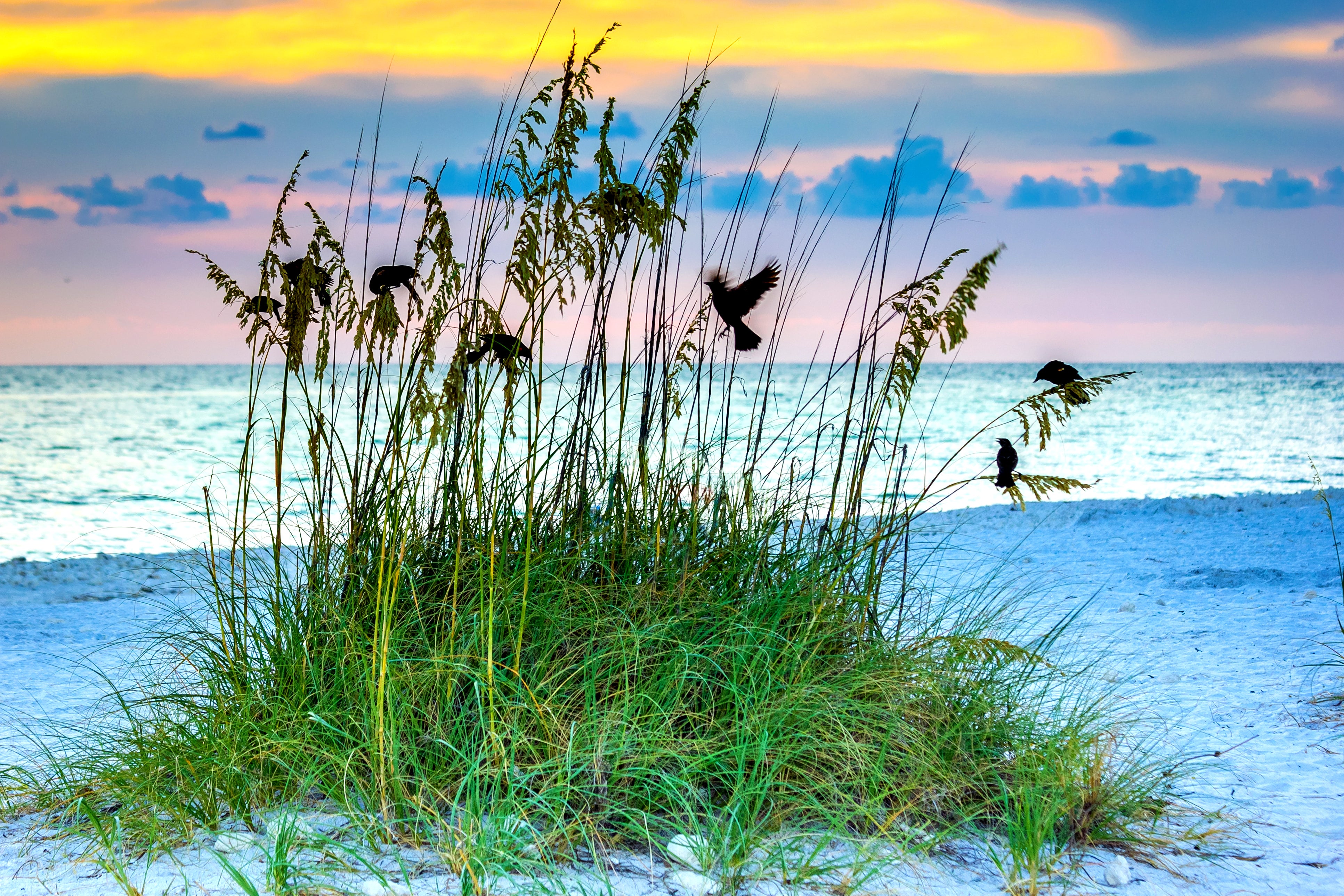 Dunes at Honeymoon Island