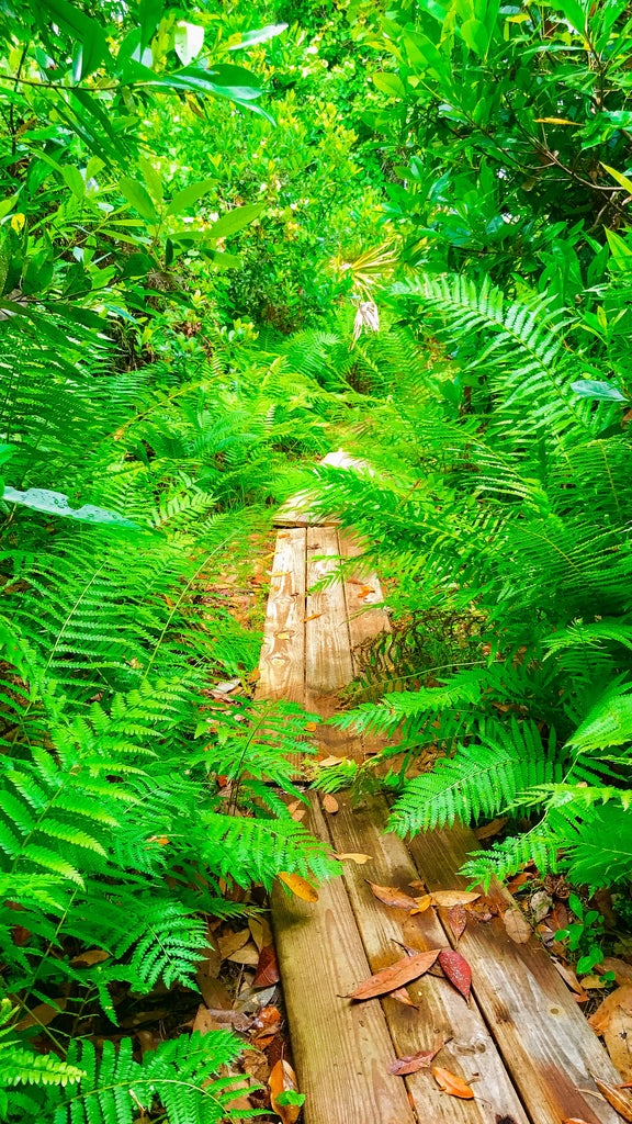 Trail mostly covered by overgrowth of ferns