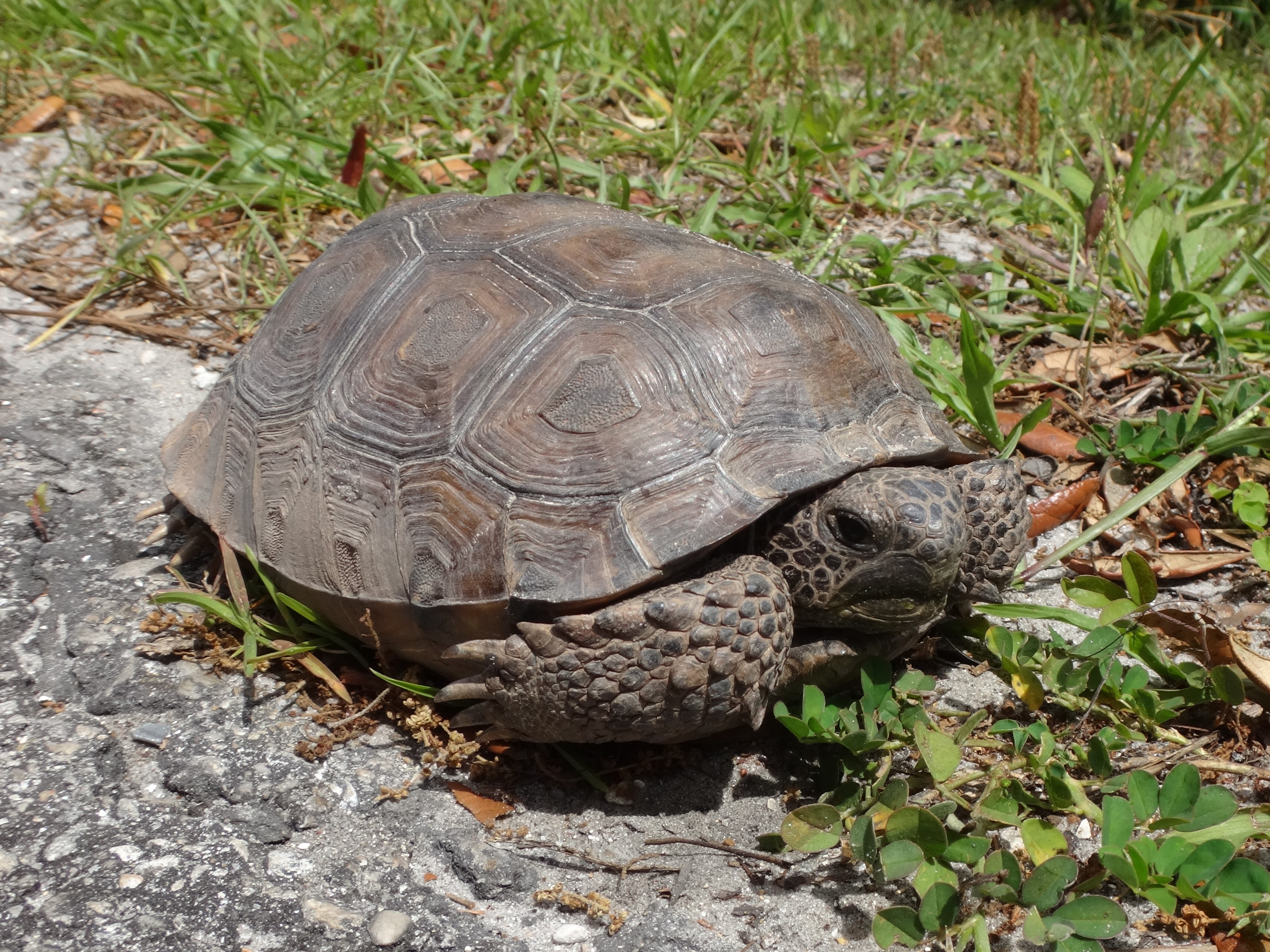 A gopher tortoise sits in the grass.
