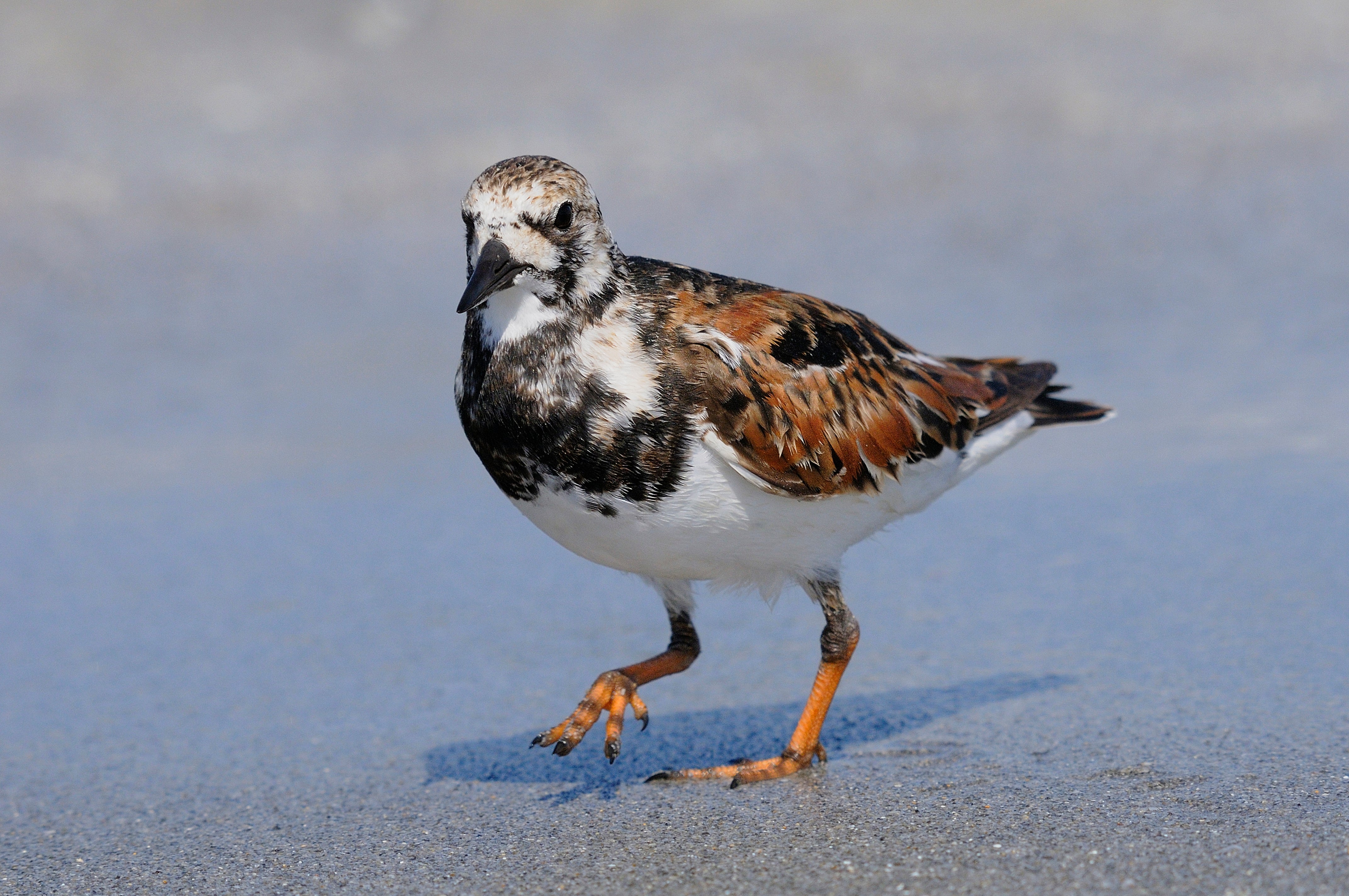 Birds at Mizell-Johnson