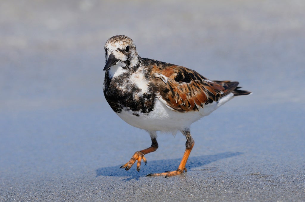 Bird on the Beach