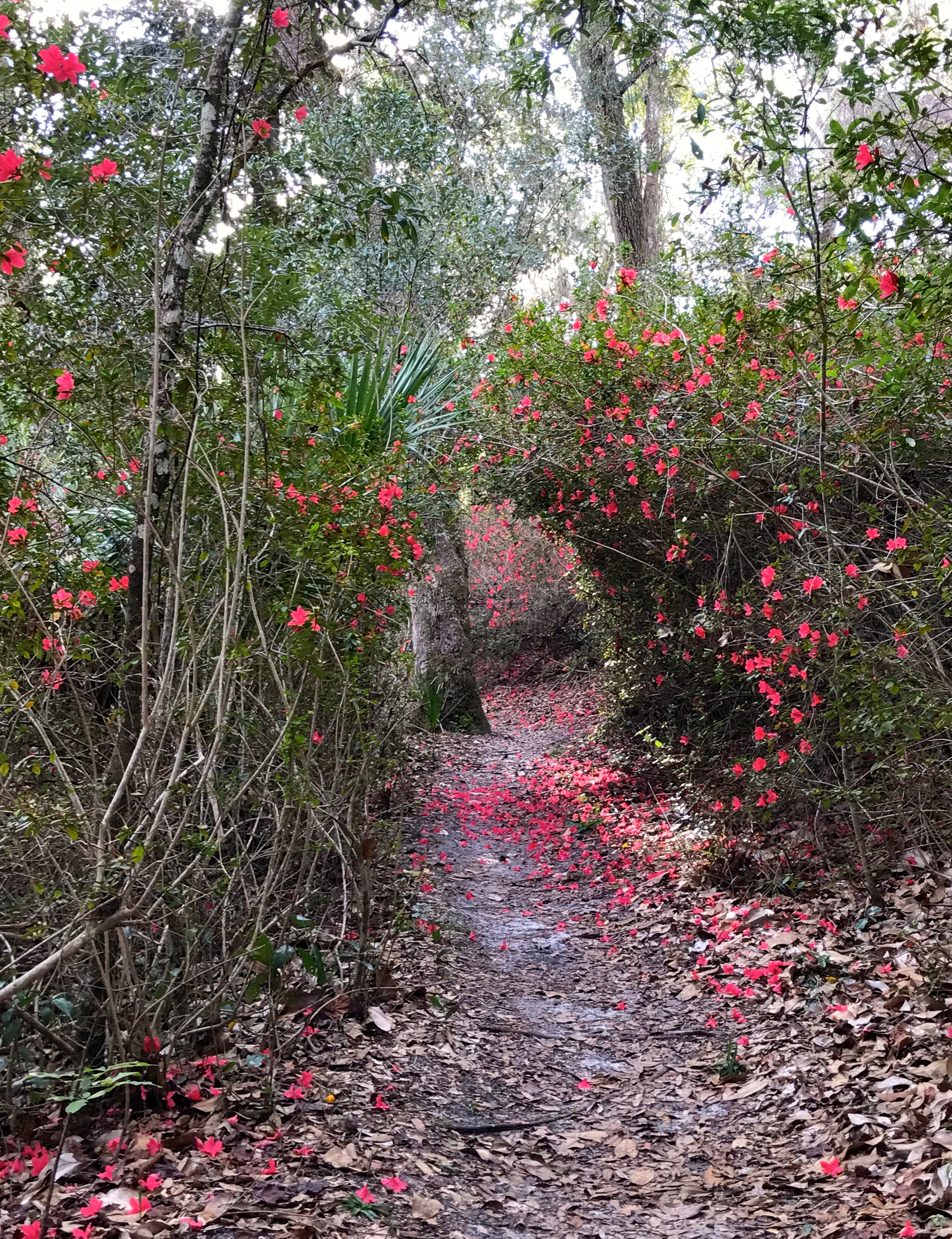 Hiking The Ravines Florida State Parks