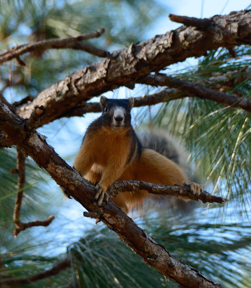 Sherman S Fox Squirrel Florida State Parks