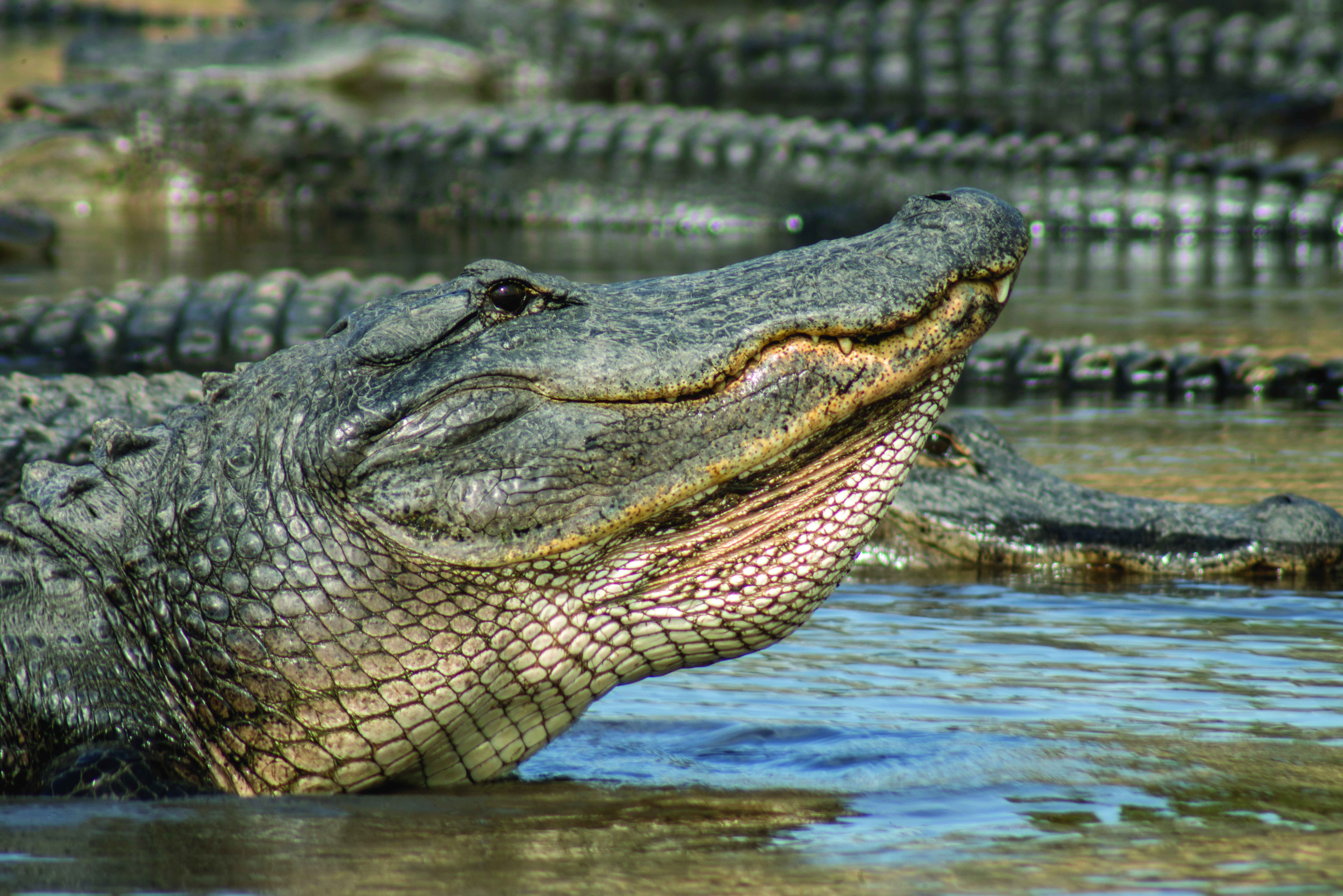 Alligator on River Bank